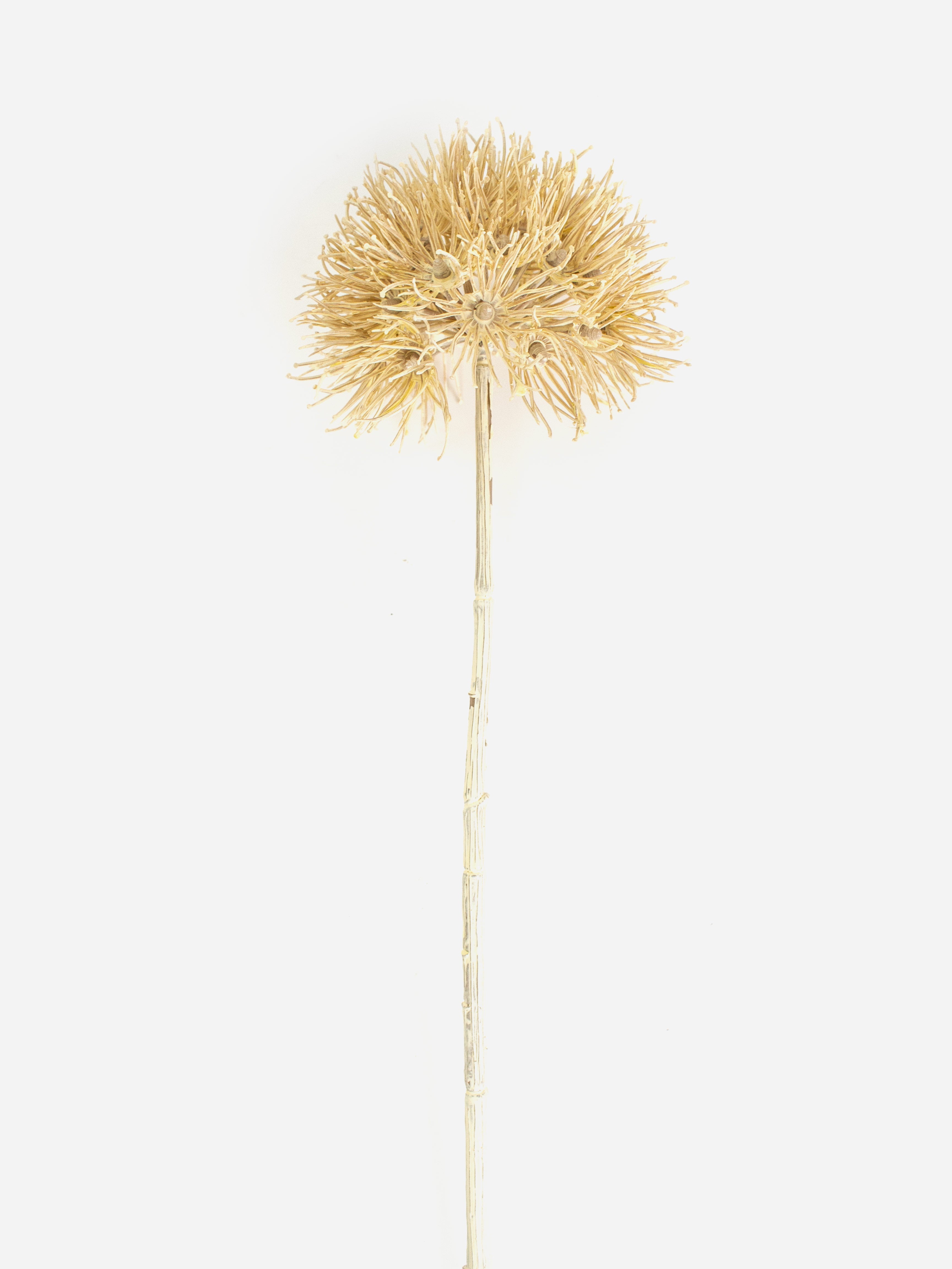 Allium Seed Head