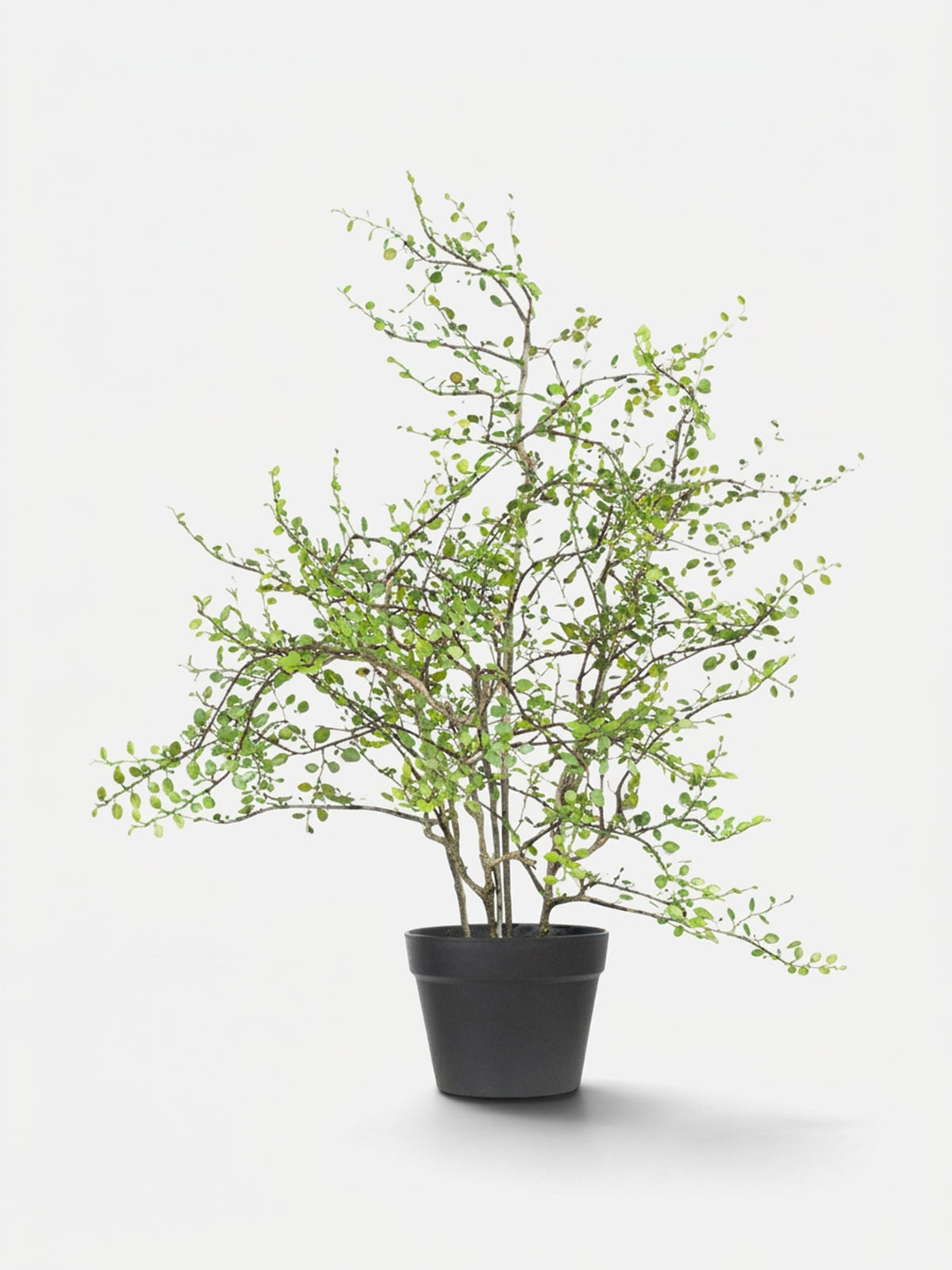 Angel Vine Potted Plant