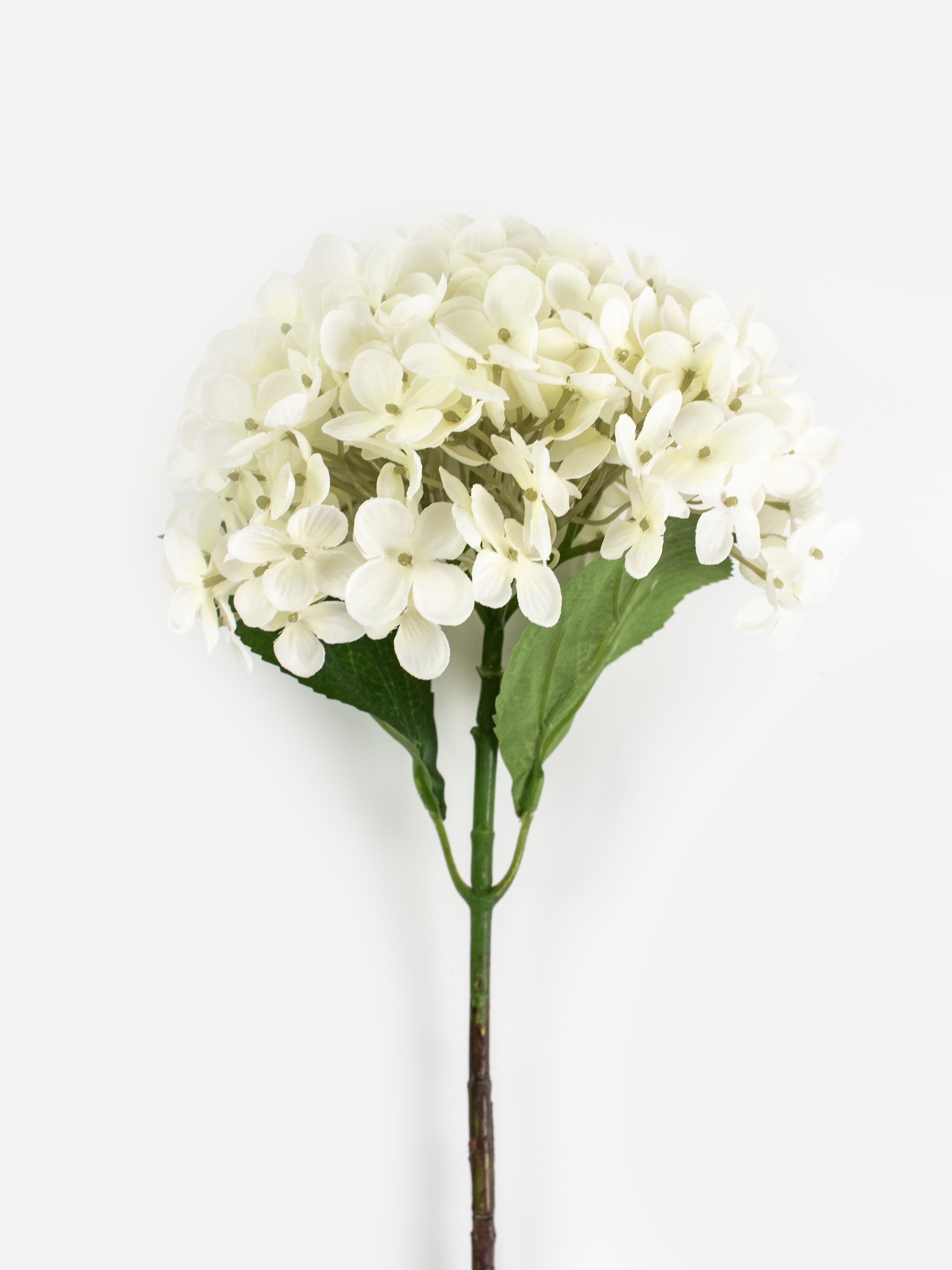 Annabelle Hydrangea Cream