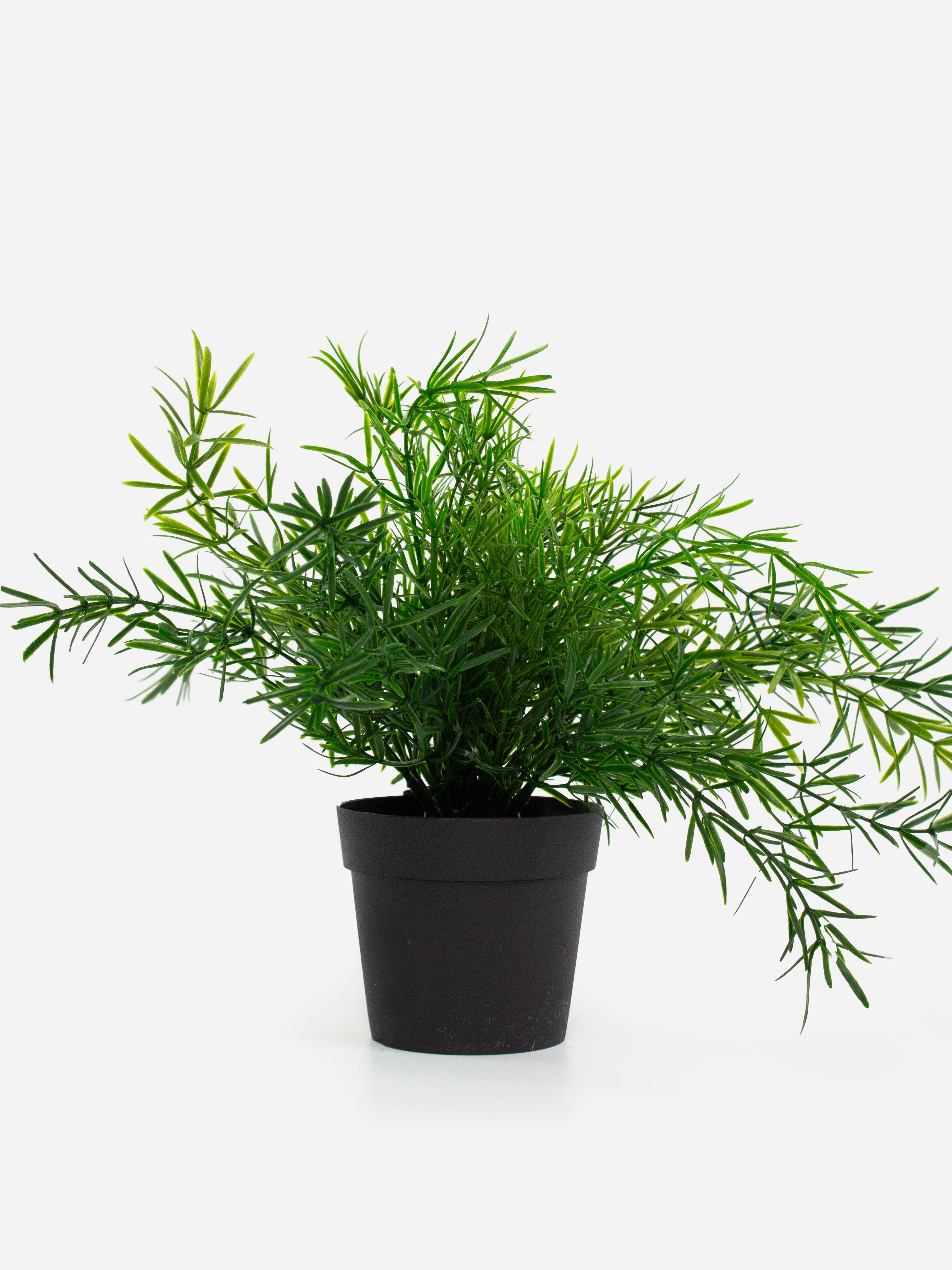 Asparagus Fern Bush