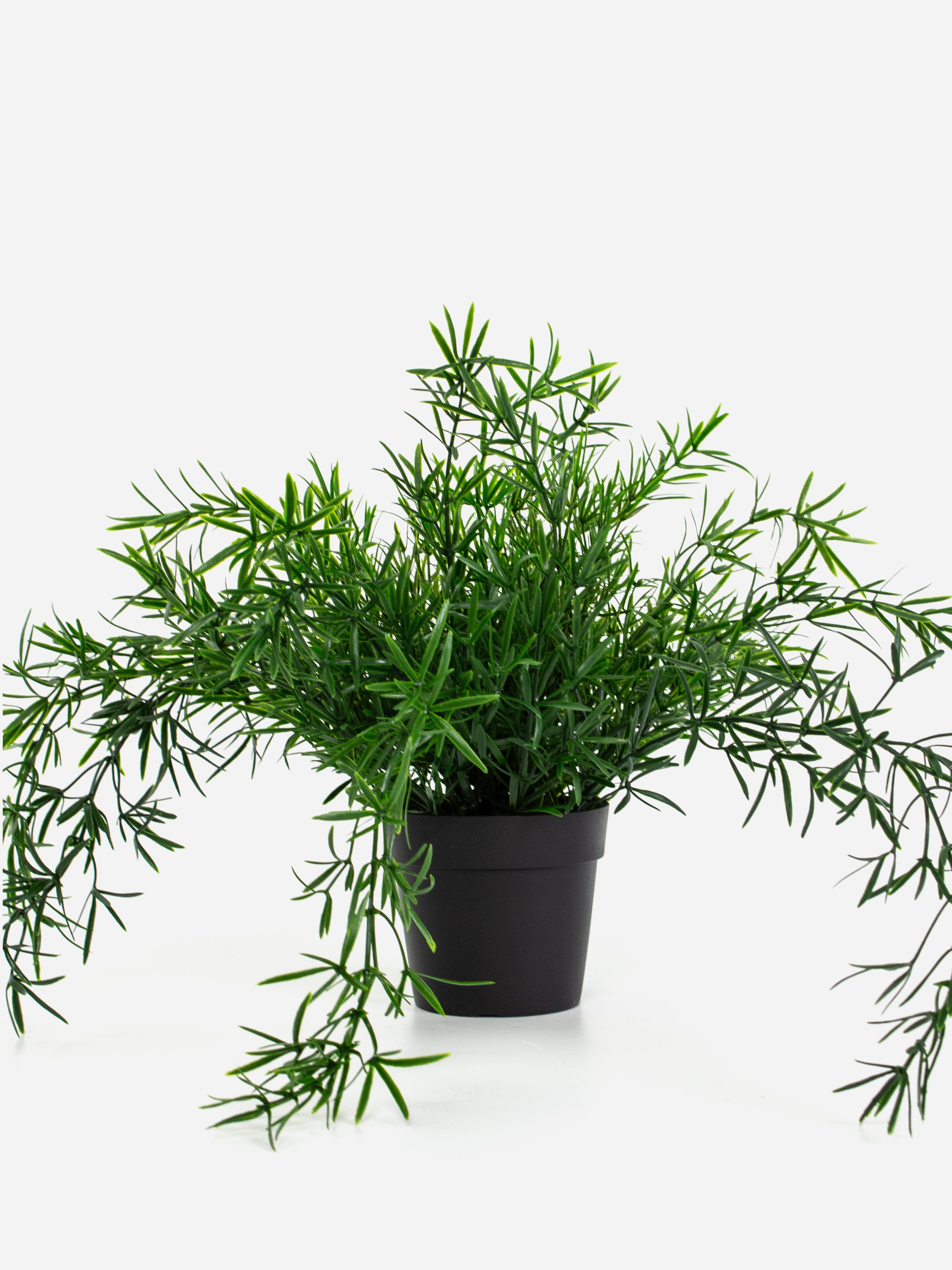 Asparagus Trailing Potted Plant