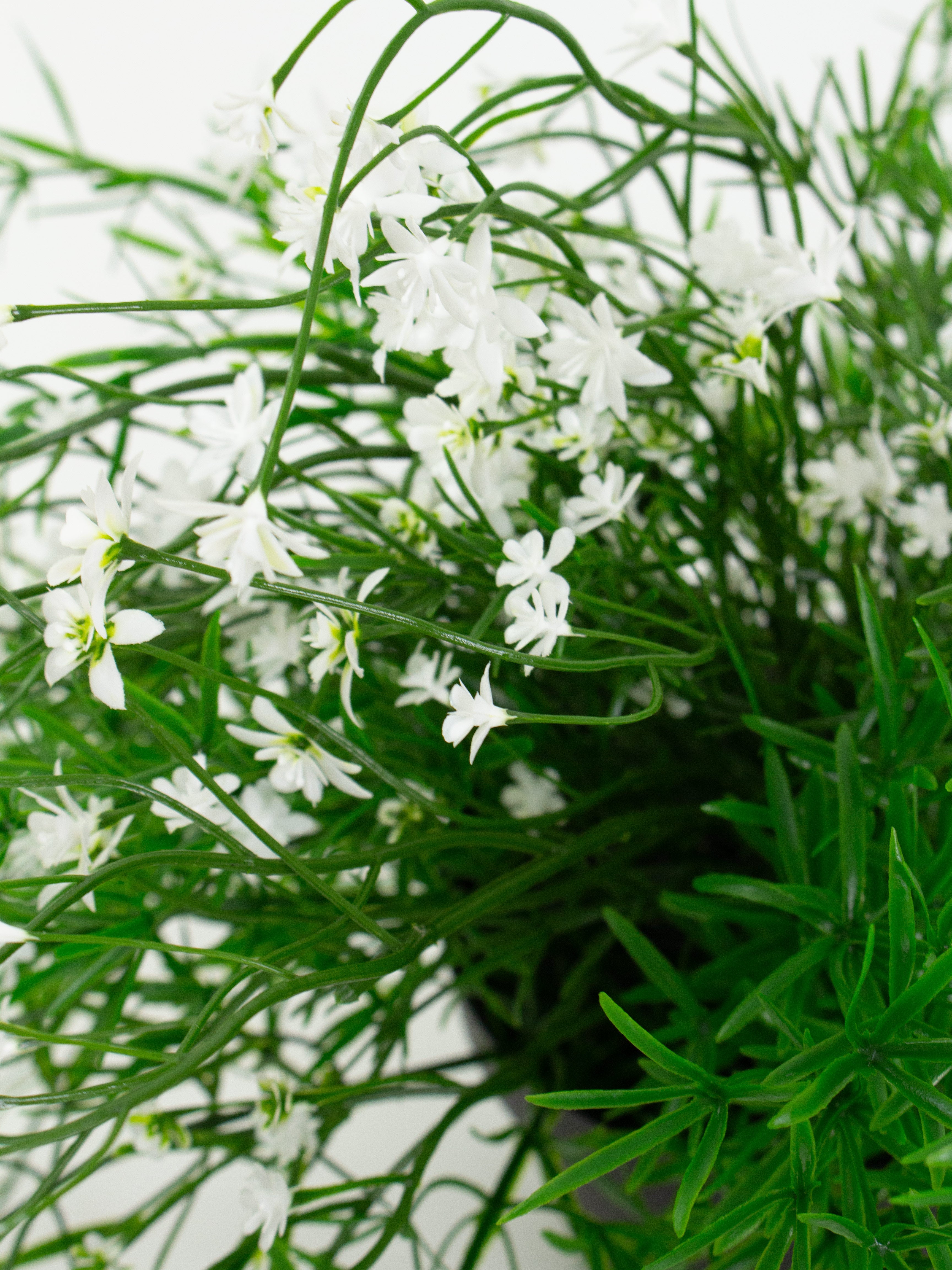 Babies Breath Trailing Potted Bush