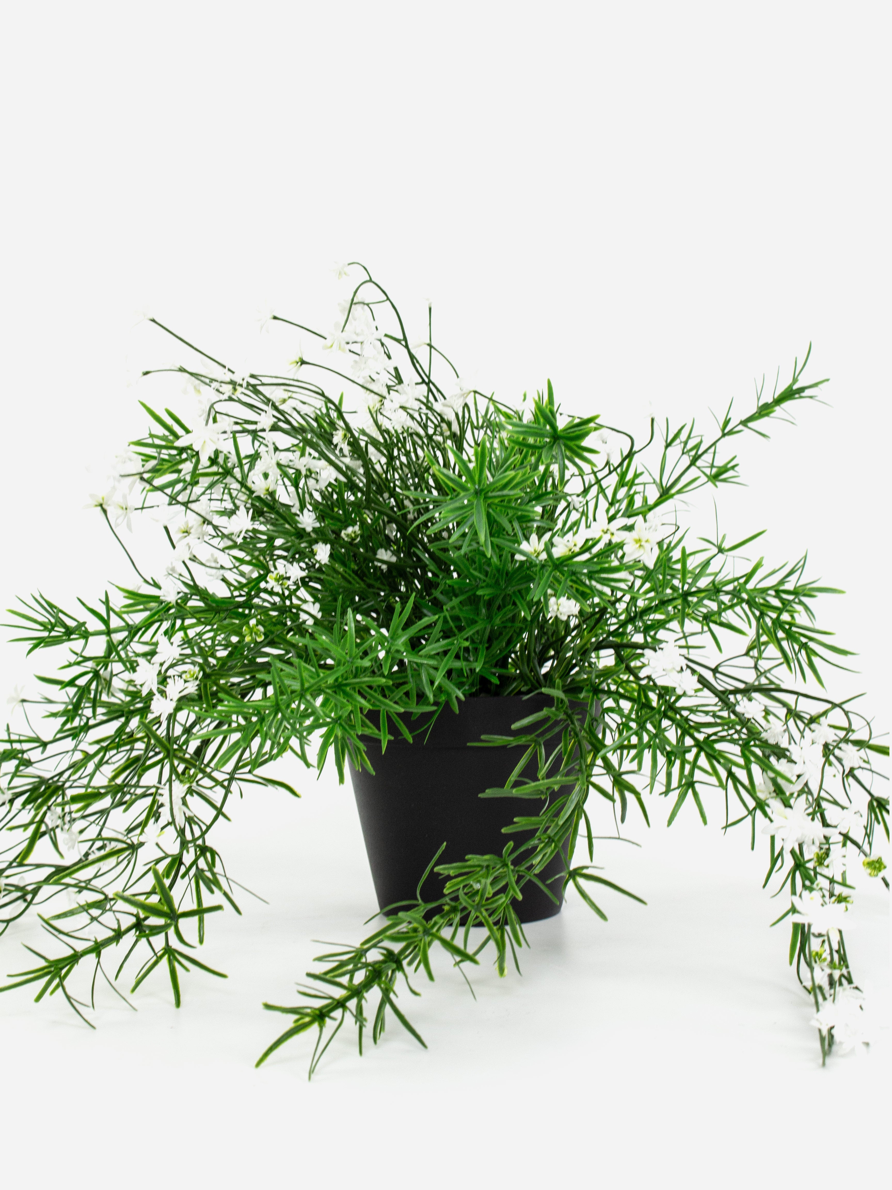 Babies Breath Trailing Potted Bush