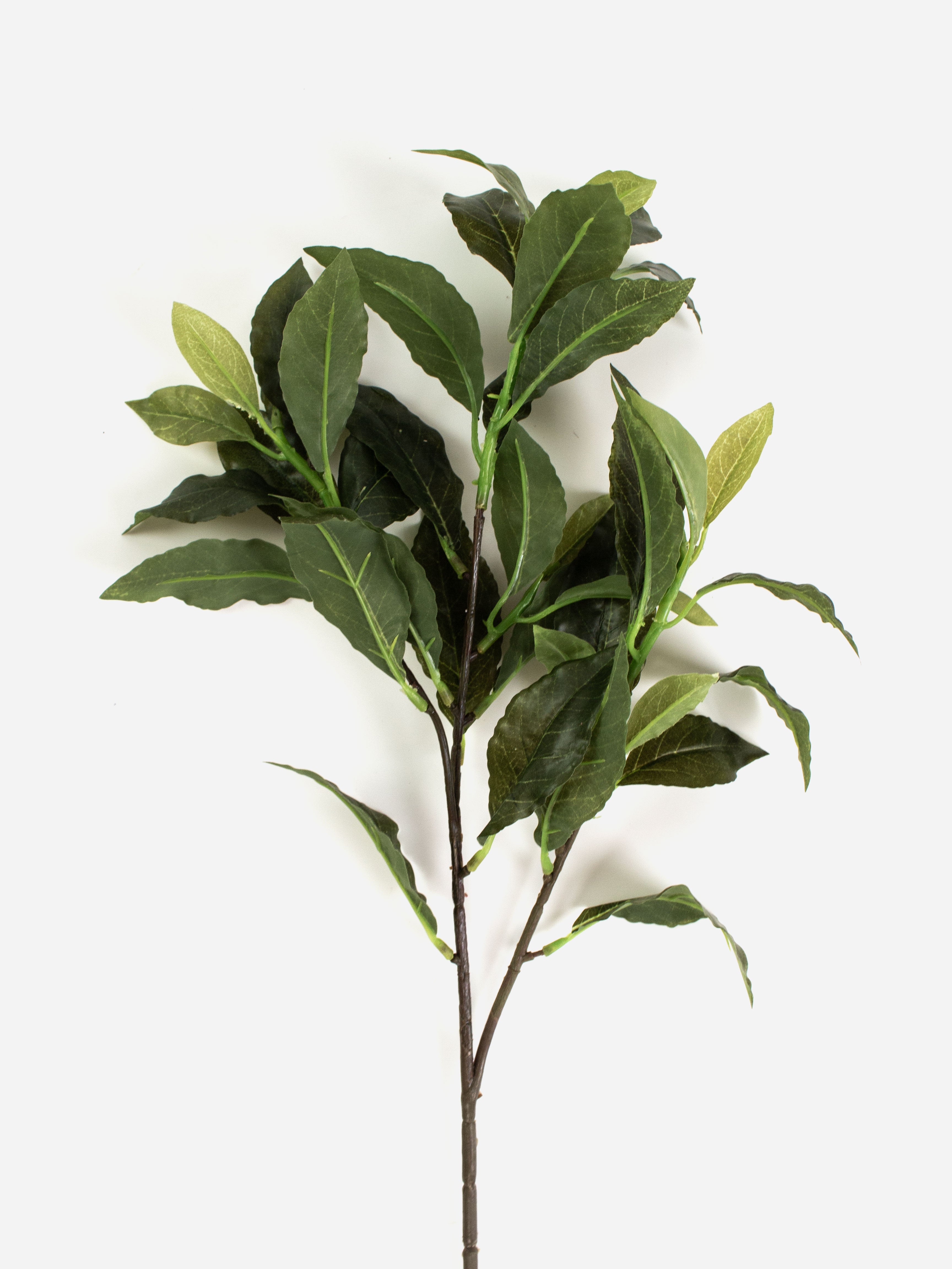 Bay Leaf Spray