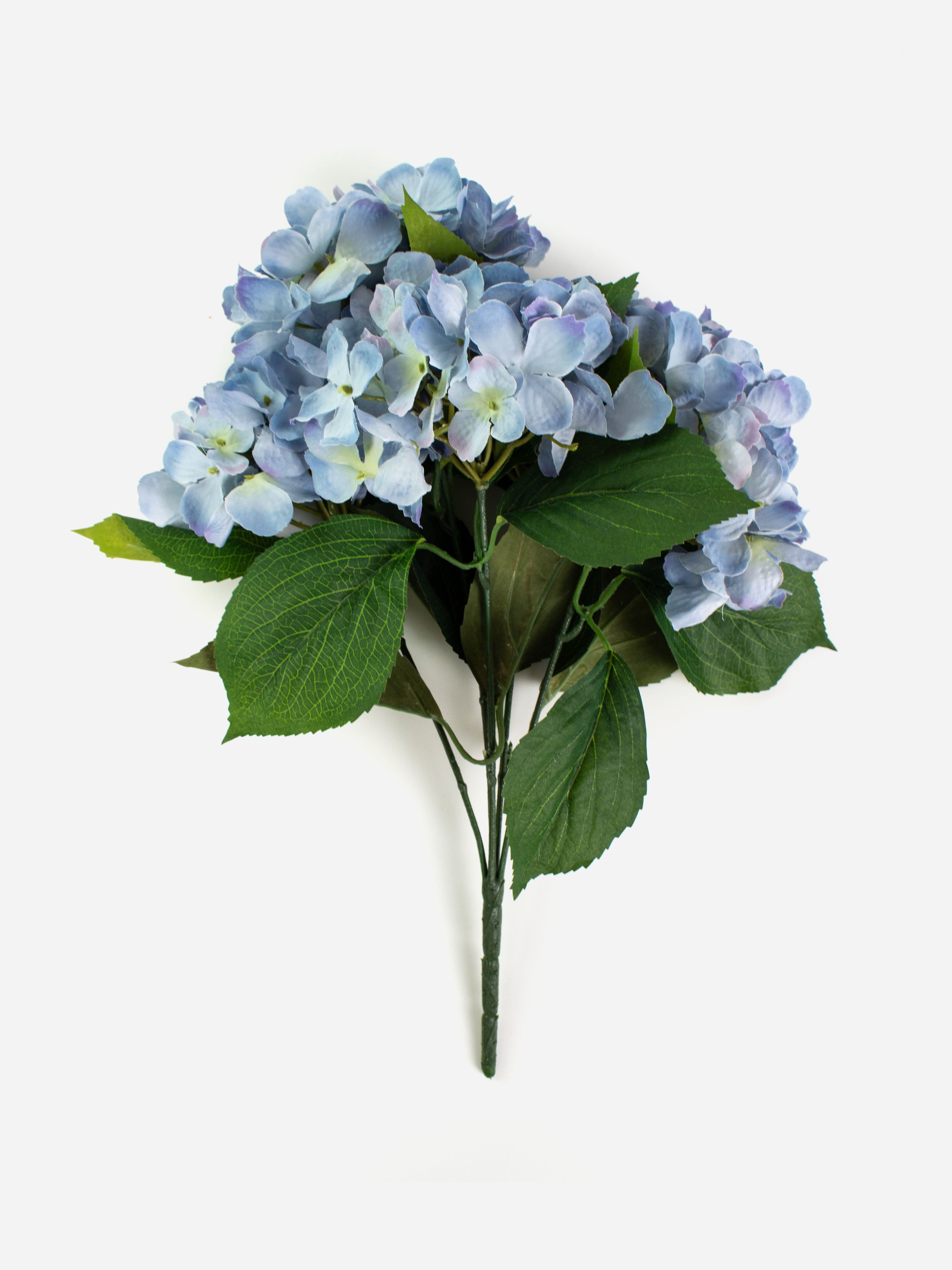 Blue Hydrangea Bush