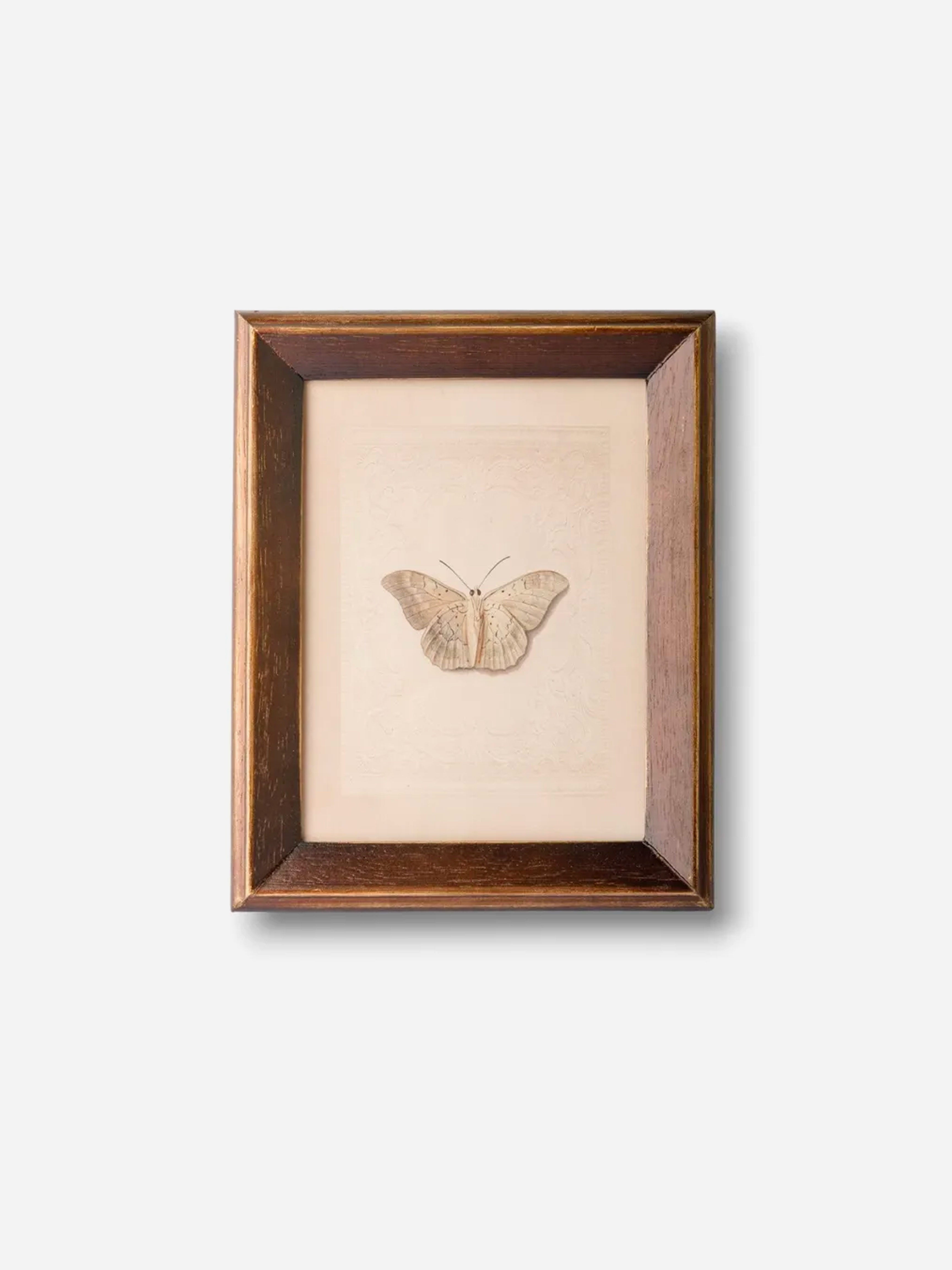 Butterfly Study Wall Art