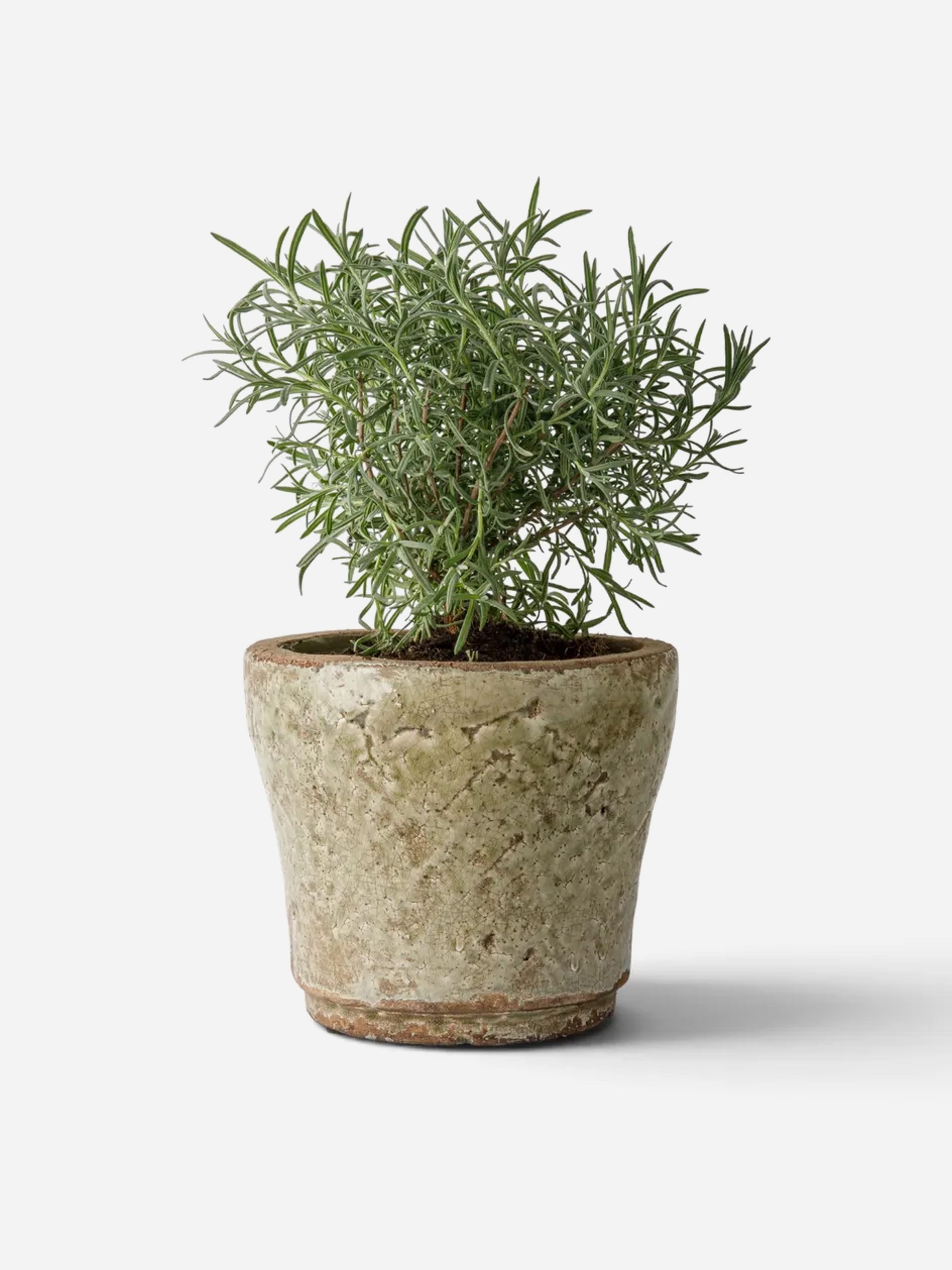 Celadon Herb Planter