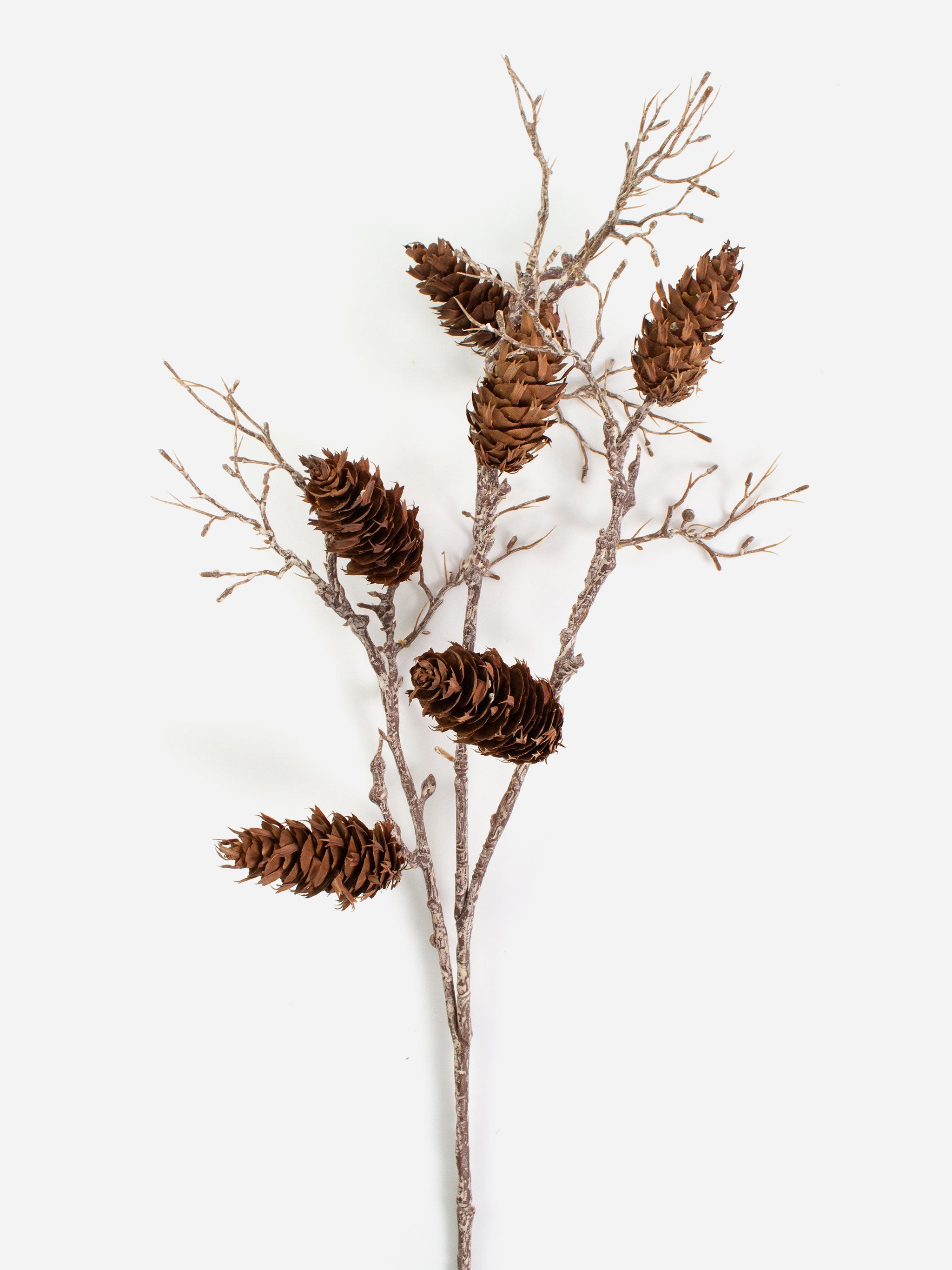 Douglas Pinecone Branch