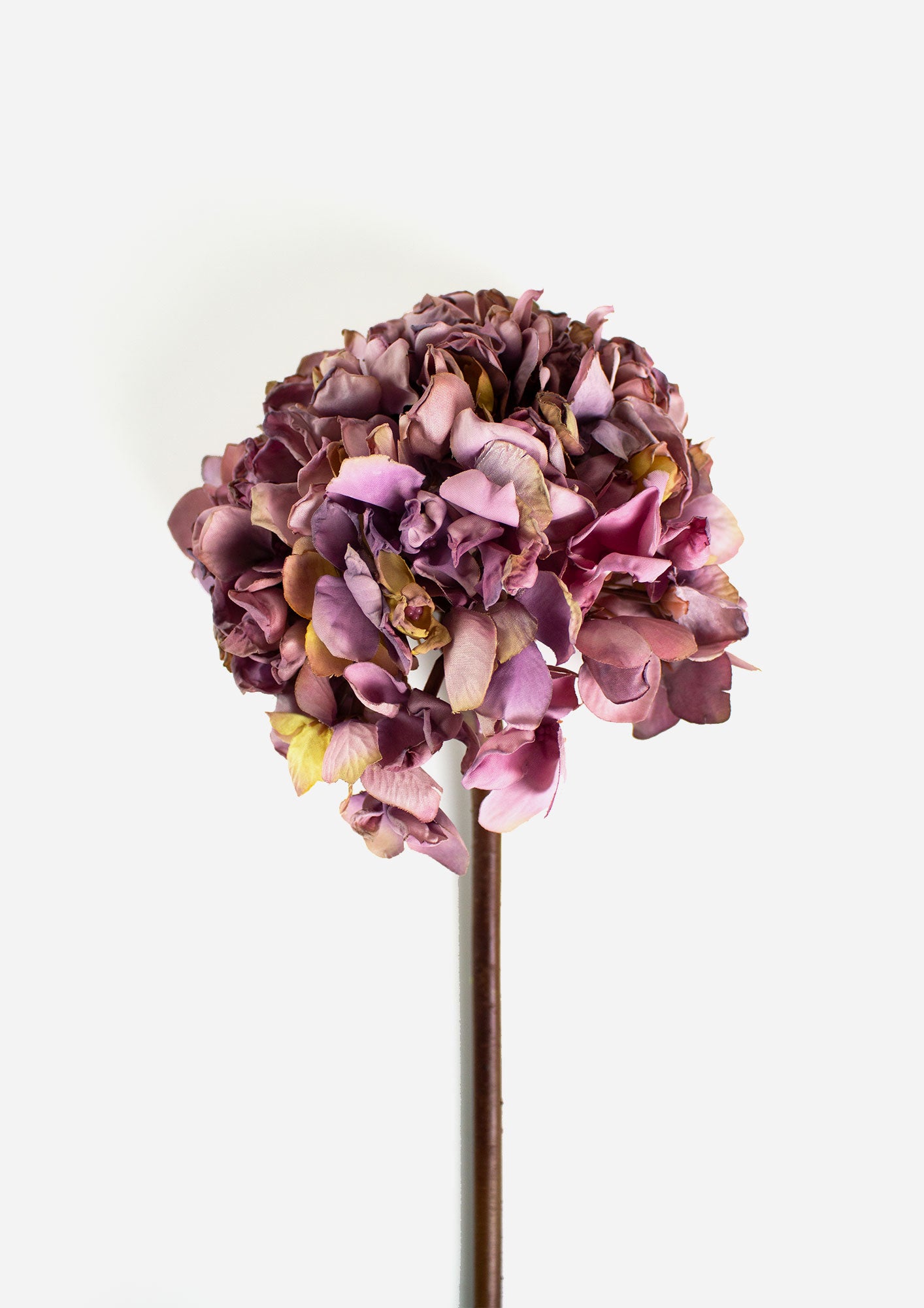 Dried Look Hydrangea