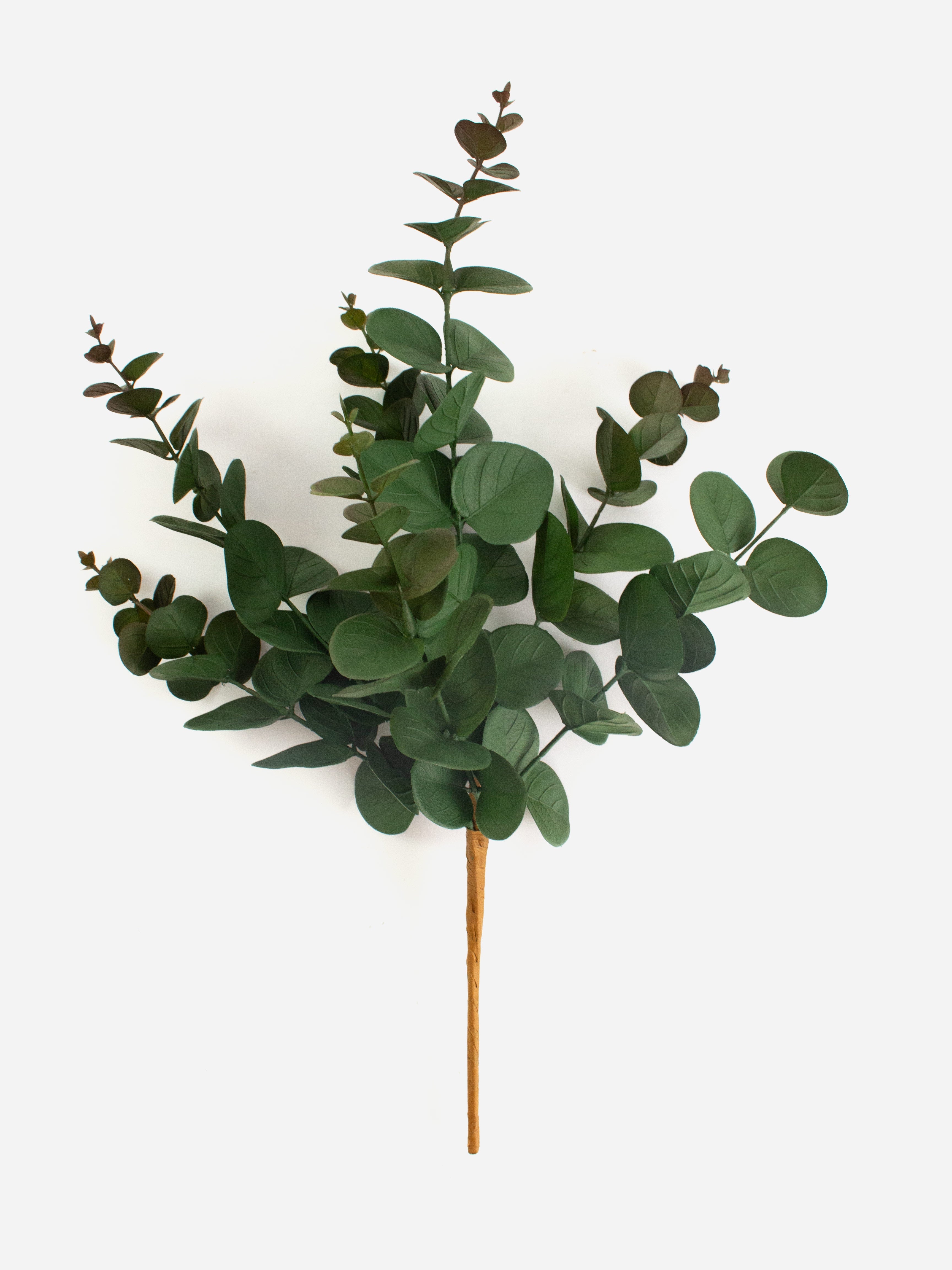 Eucalyptus Bush