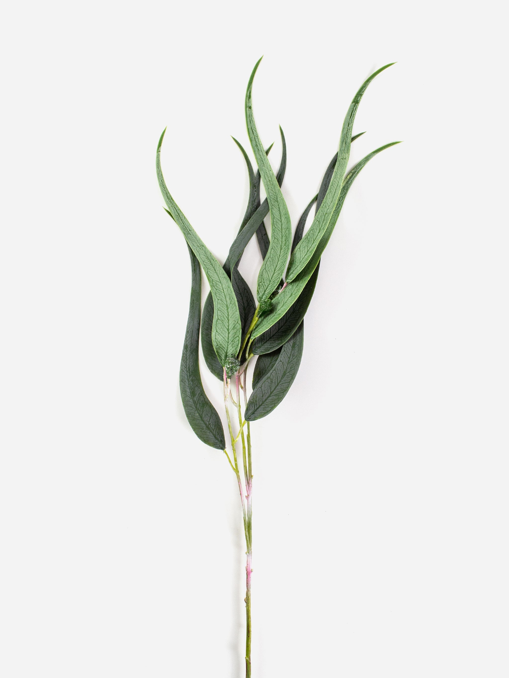 Eucalyptus Gum Nut Spray