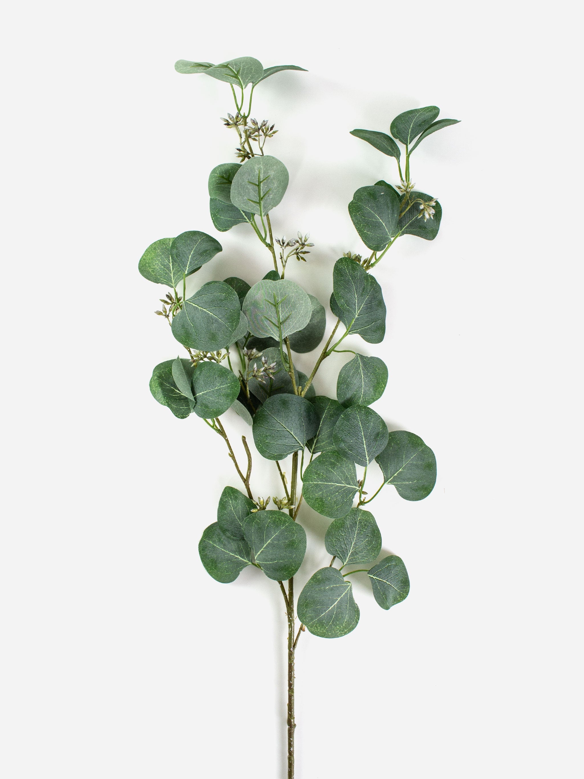 Eucalyptus Seeded Spray