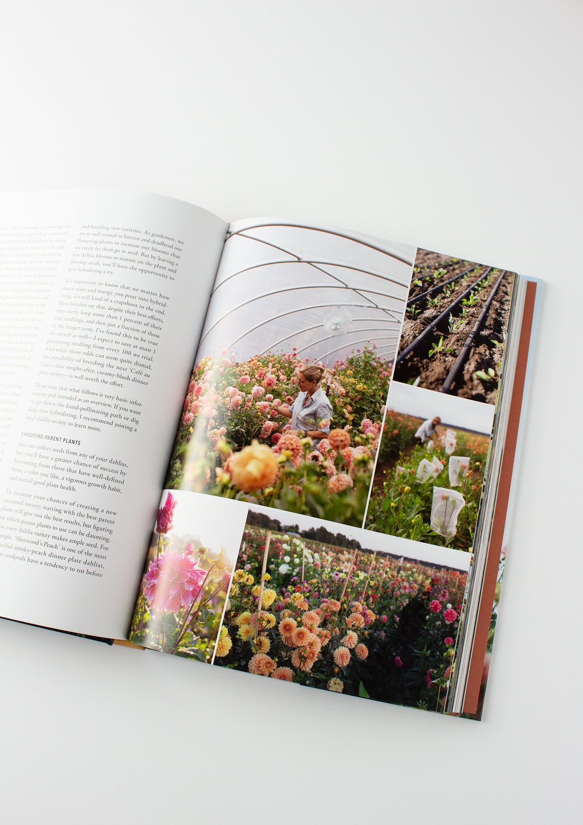 Floret Farms Discovering Dahlias