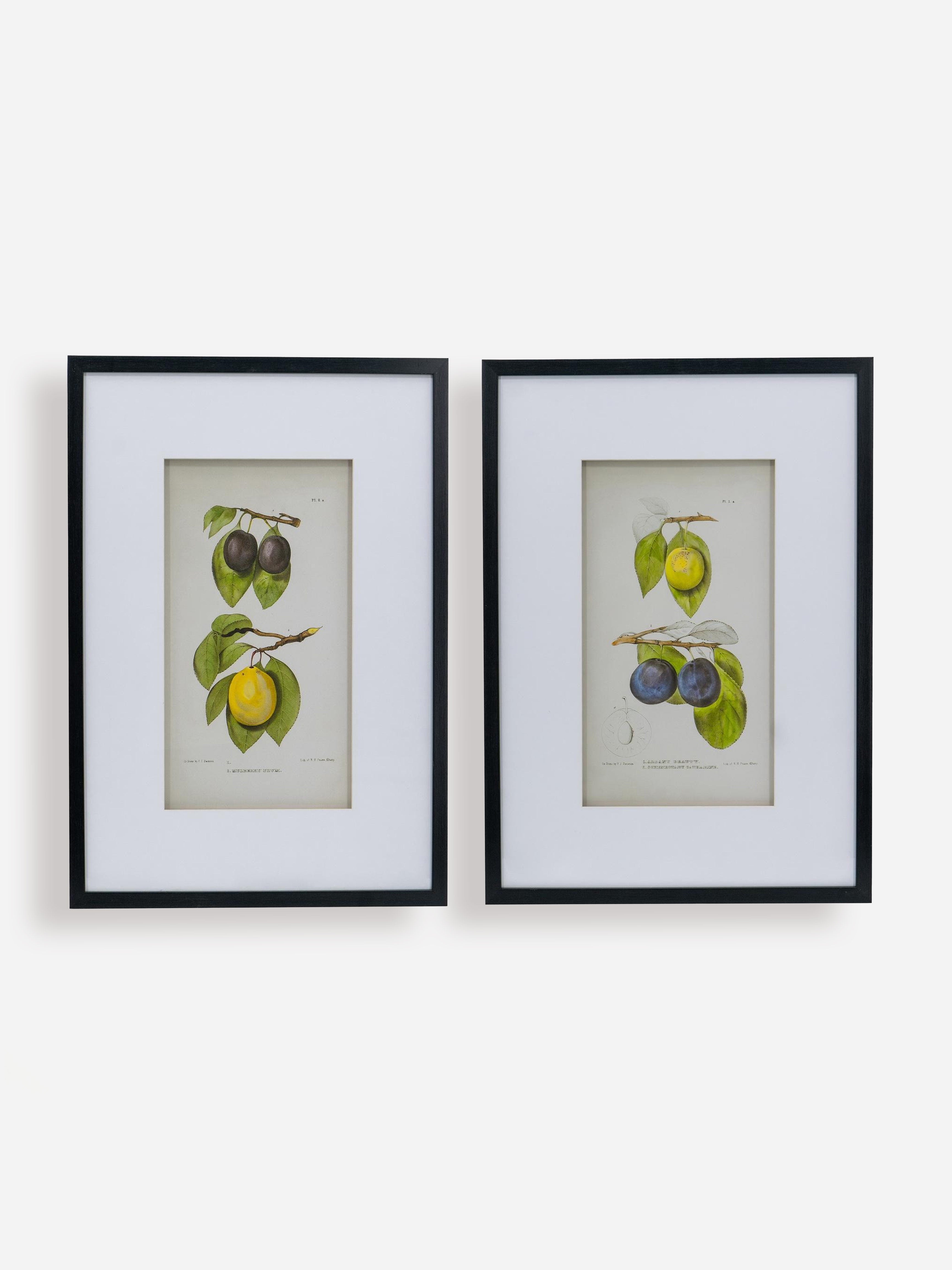 Fructus Botanical Print