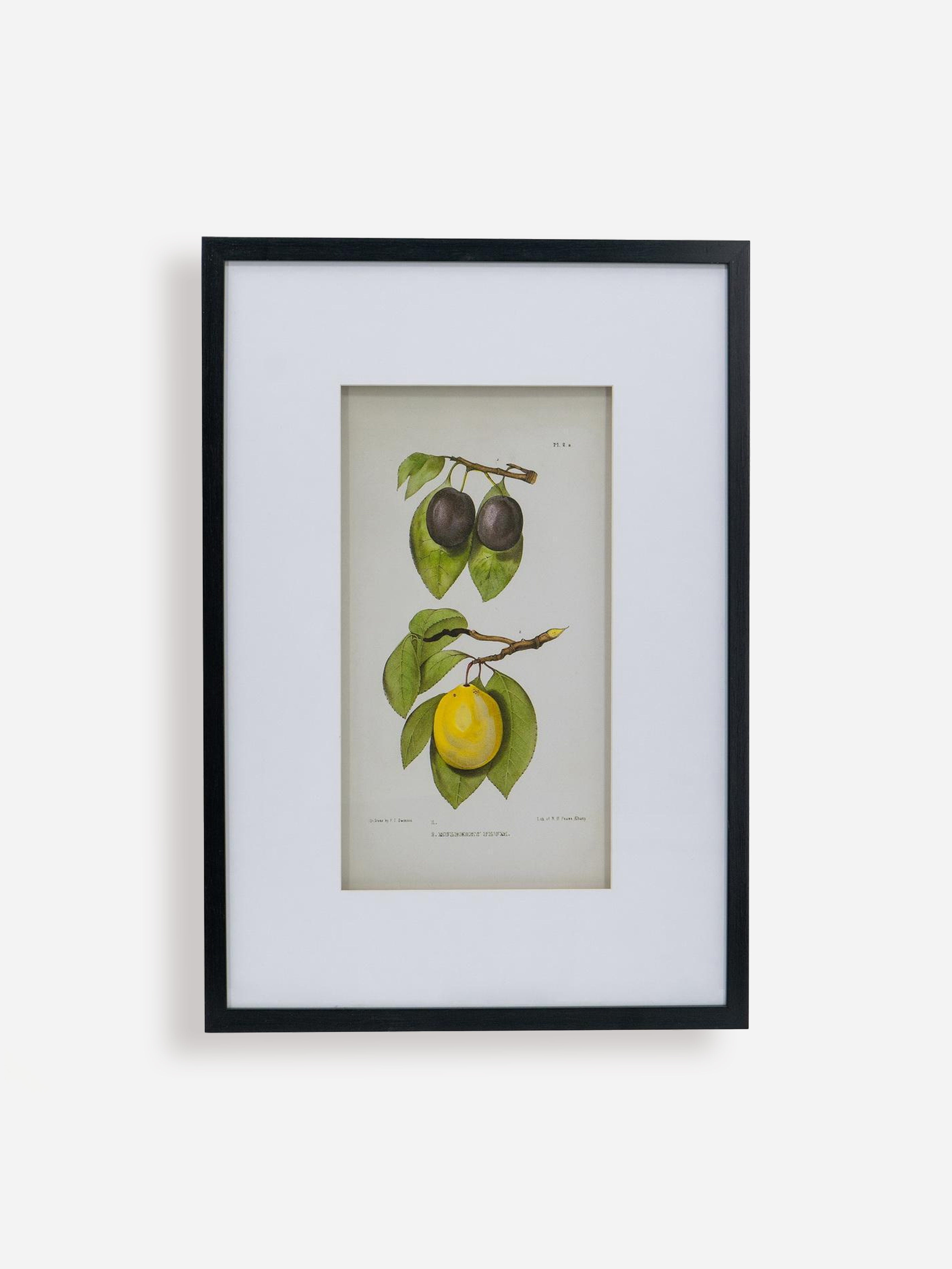 Fructus Botanical Print