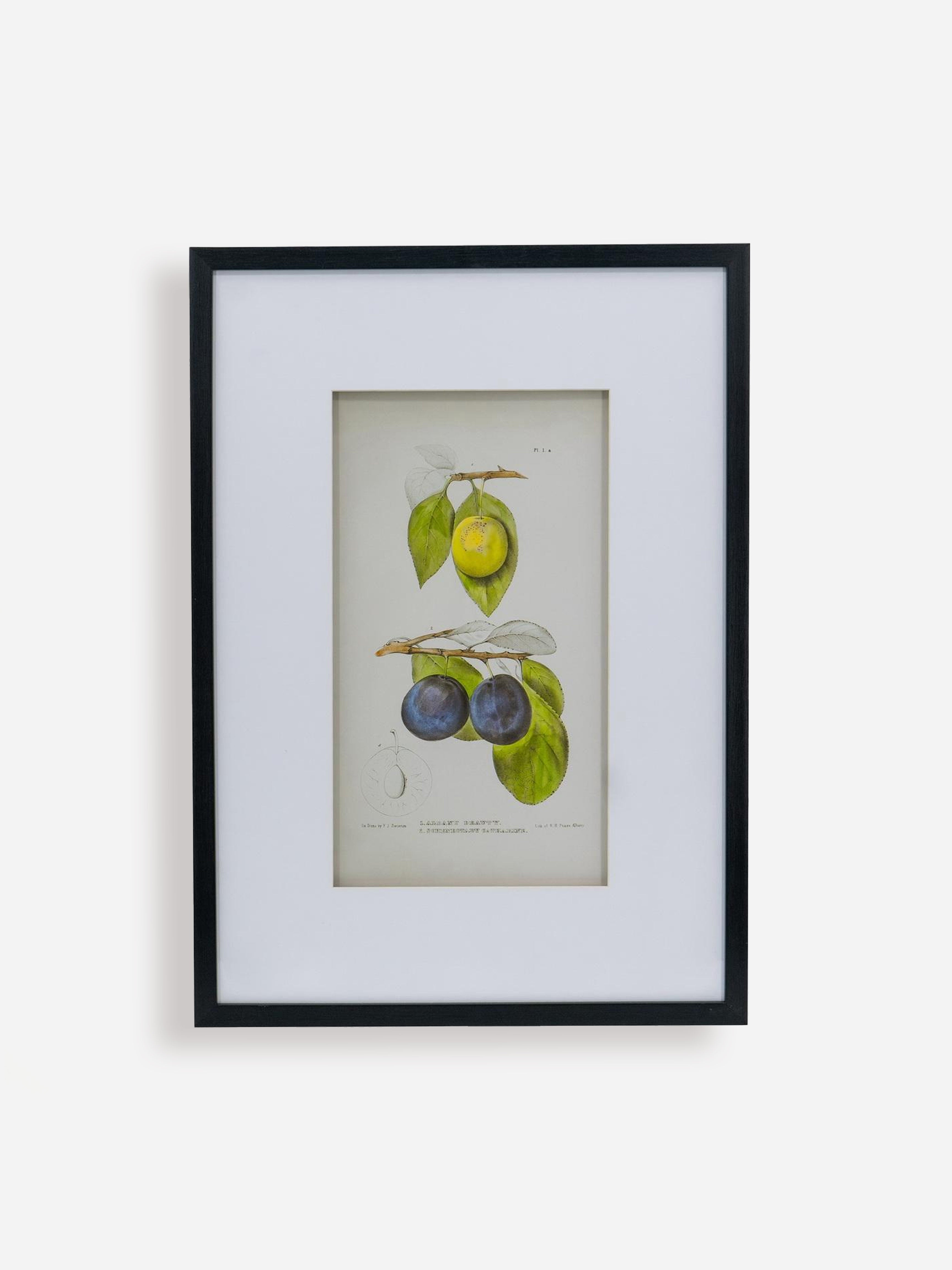 Fructus Botanical Print
