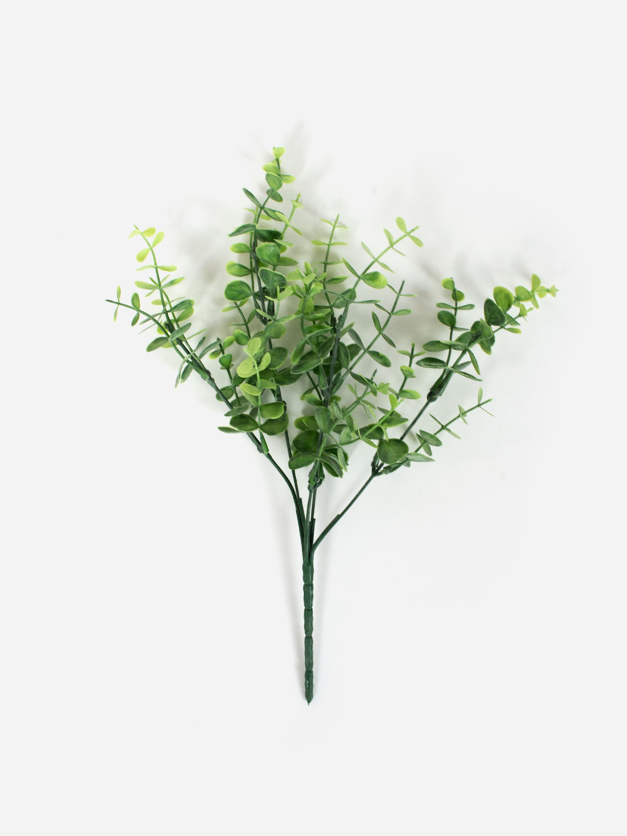 Green Eucalyptus Bush