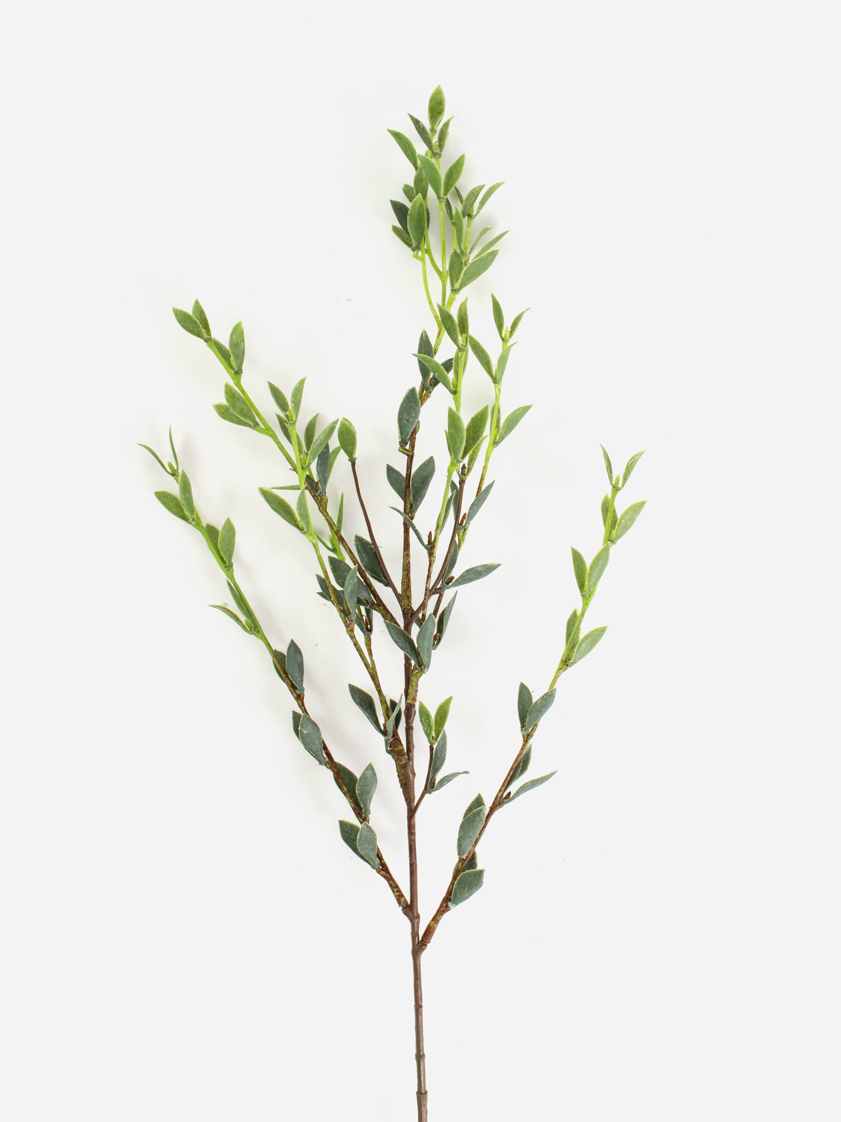 Italian Ruscus Spray