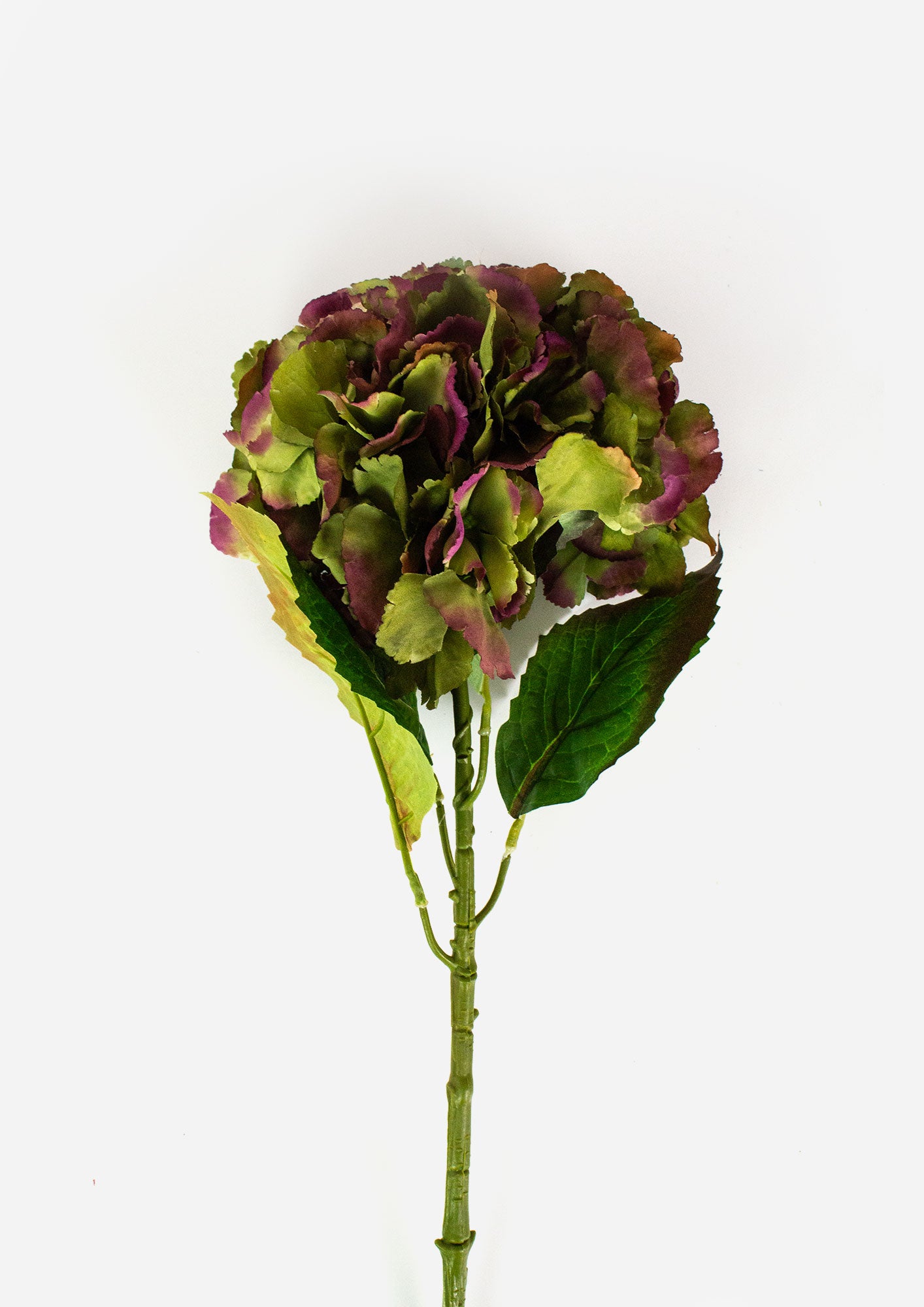 Large Ball Hydrangea