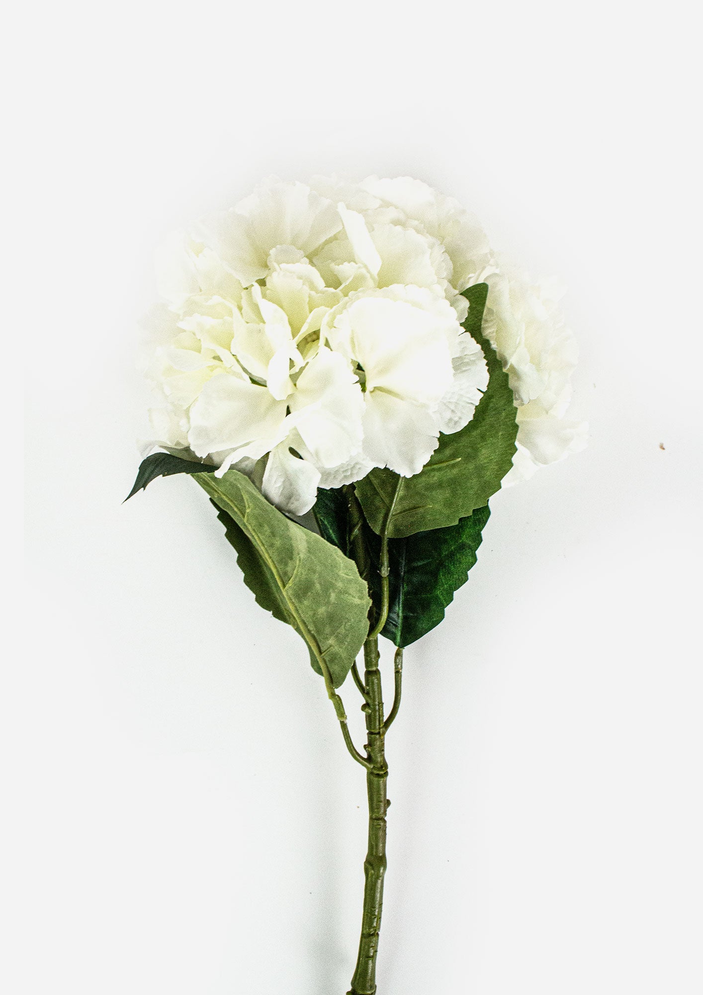 Large Ball Hydrangea