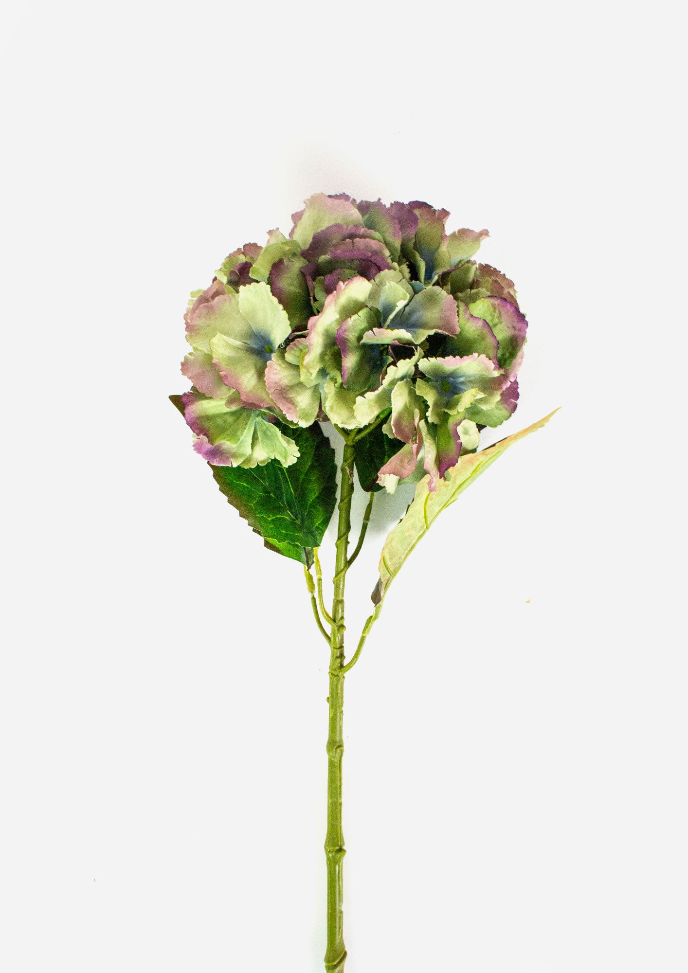 Large Ball Hydrangea