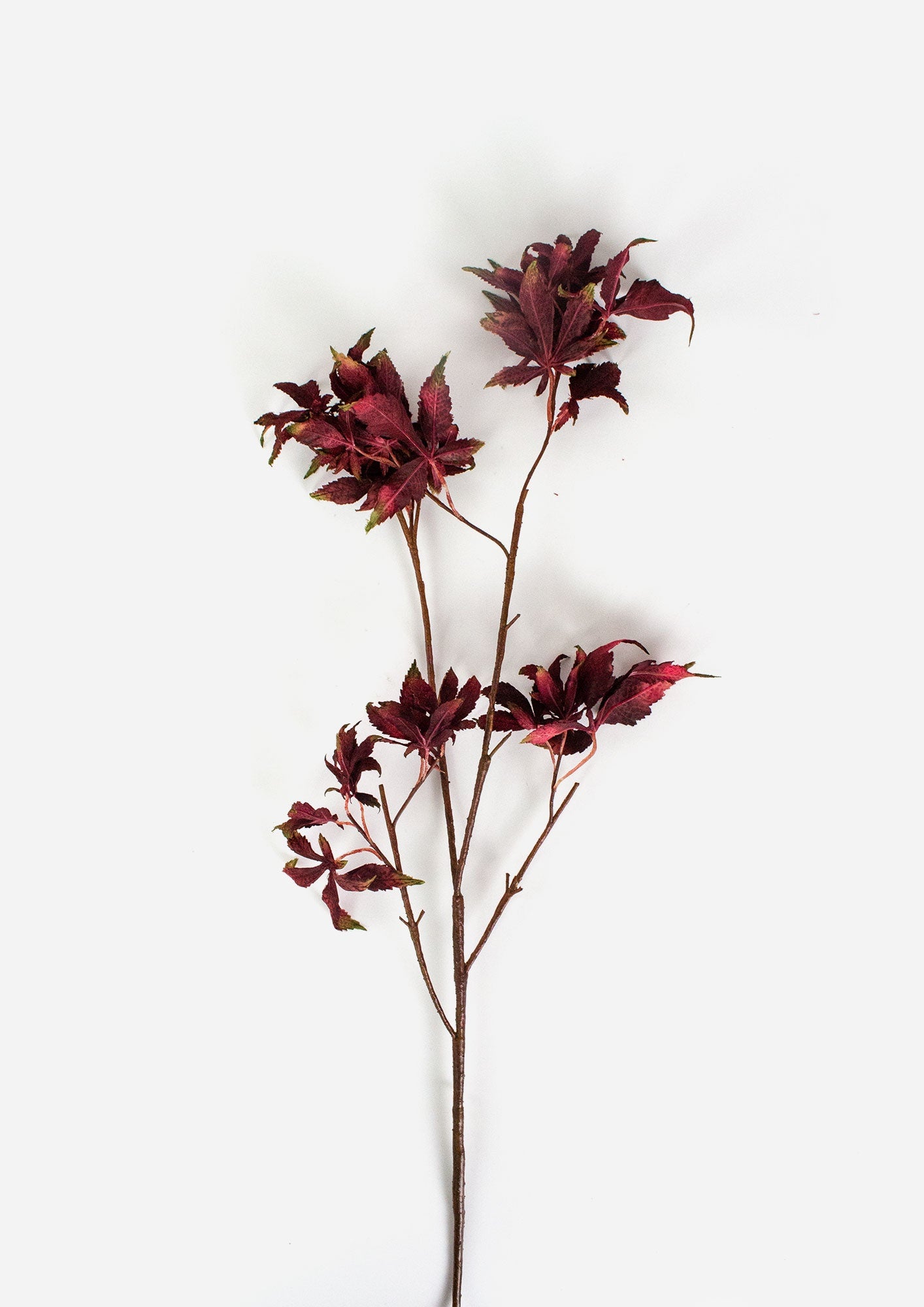 Late Autumn Burgundy Maple