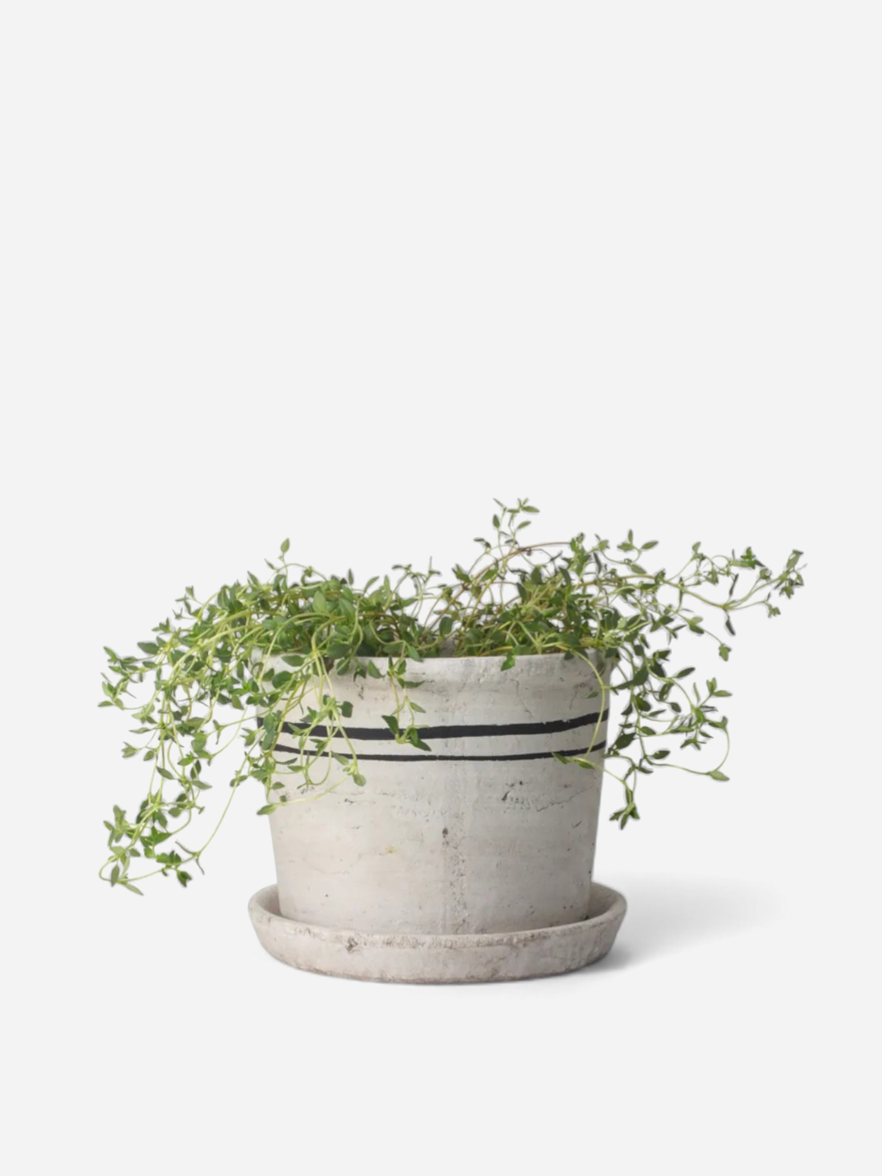 Lisbon Herb Pot