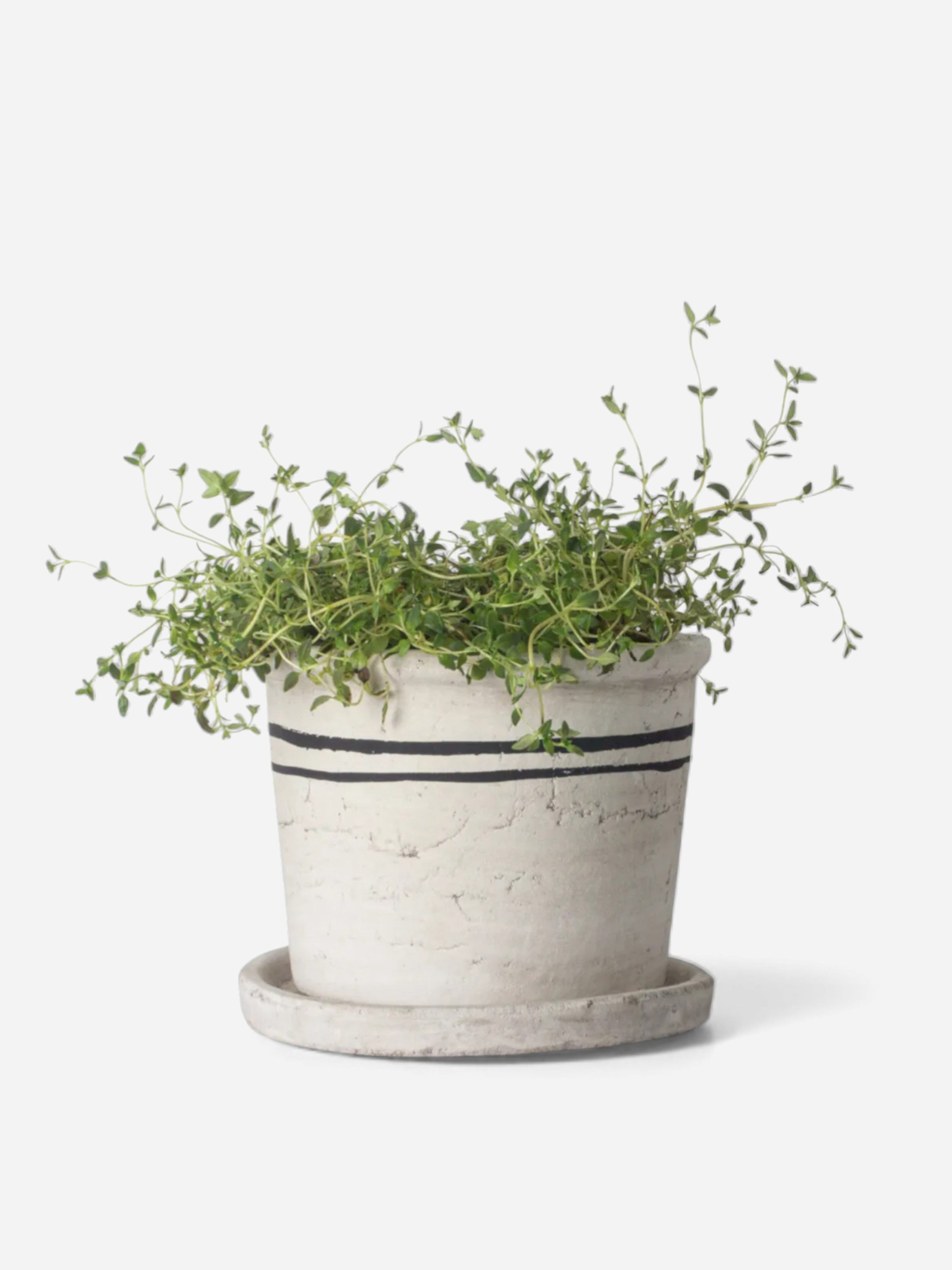 Lisbon Herb Pot