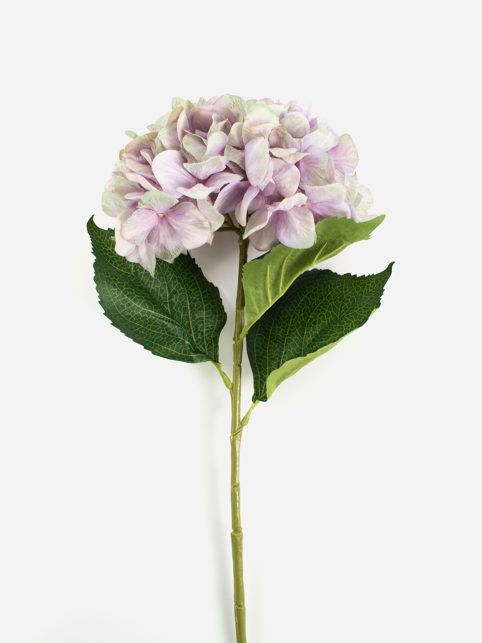 Lush Hydrangea Stem