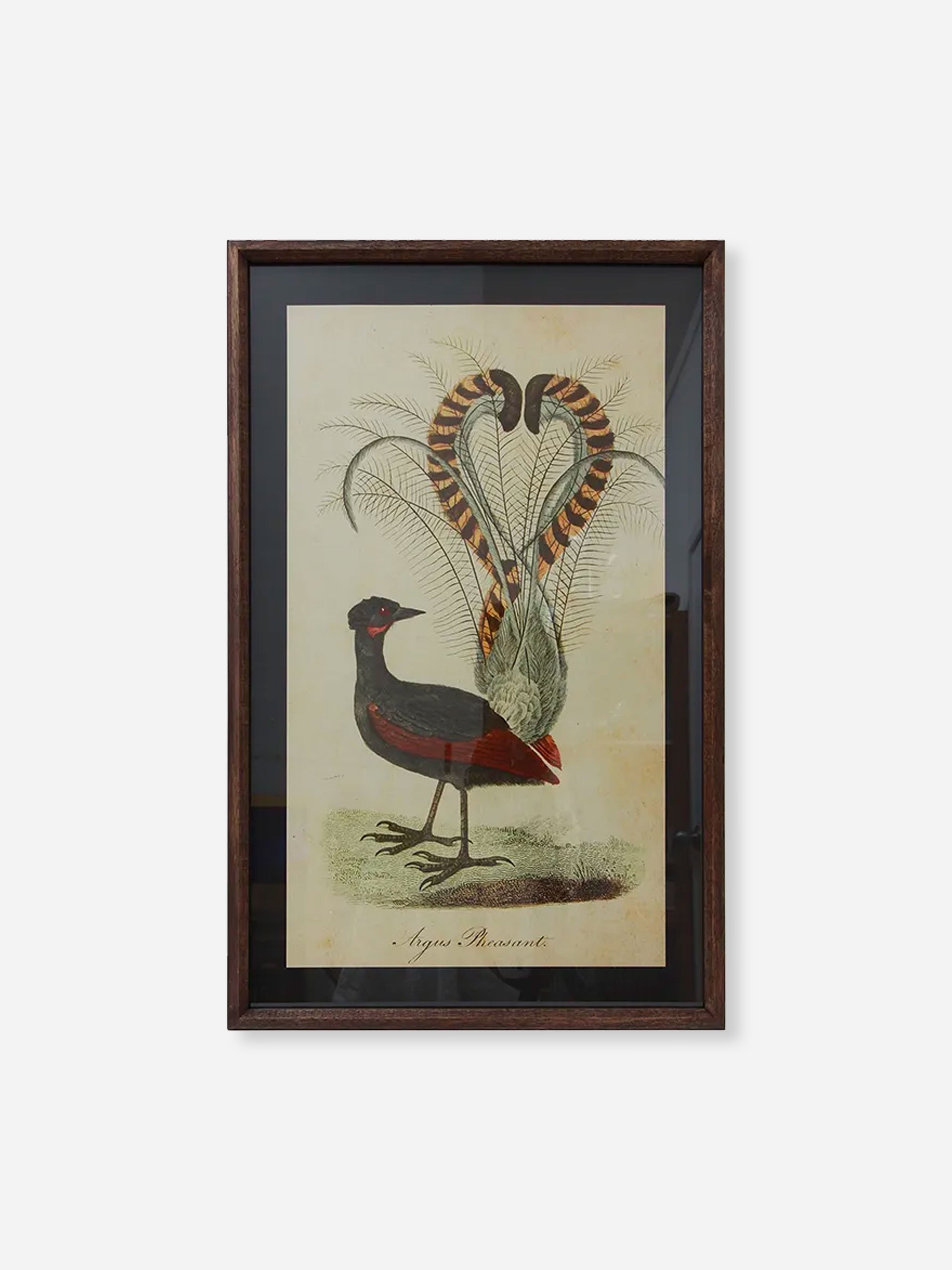 Lyre Bird Wall Art