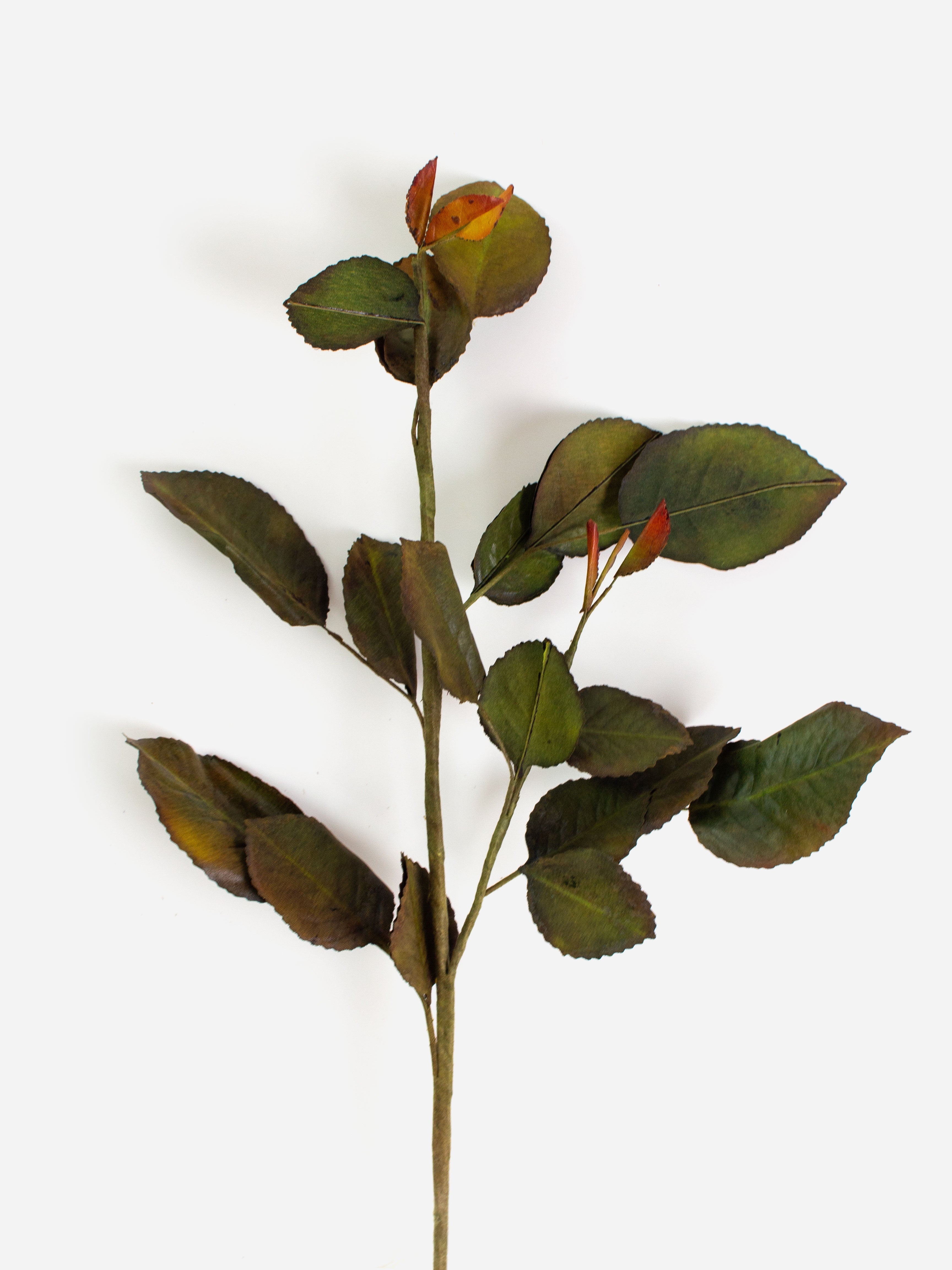 Old Masters Rose Leaf Spray