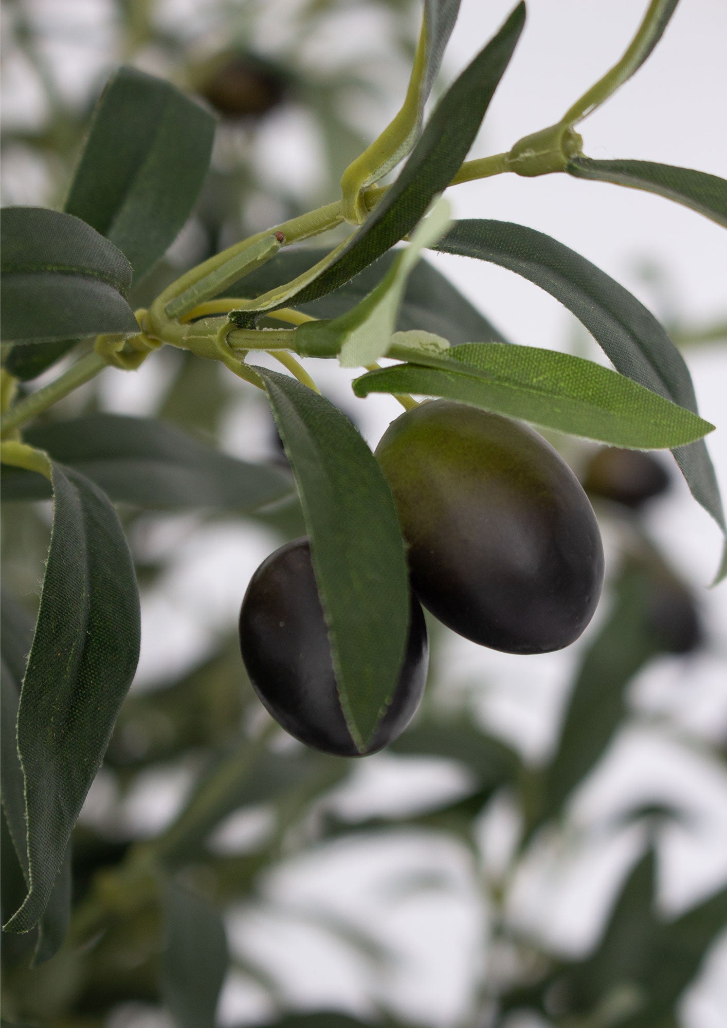 Ophelia Olive Tree - 180cm