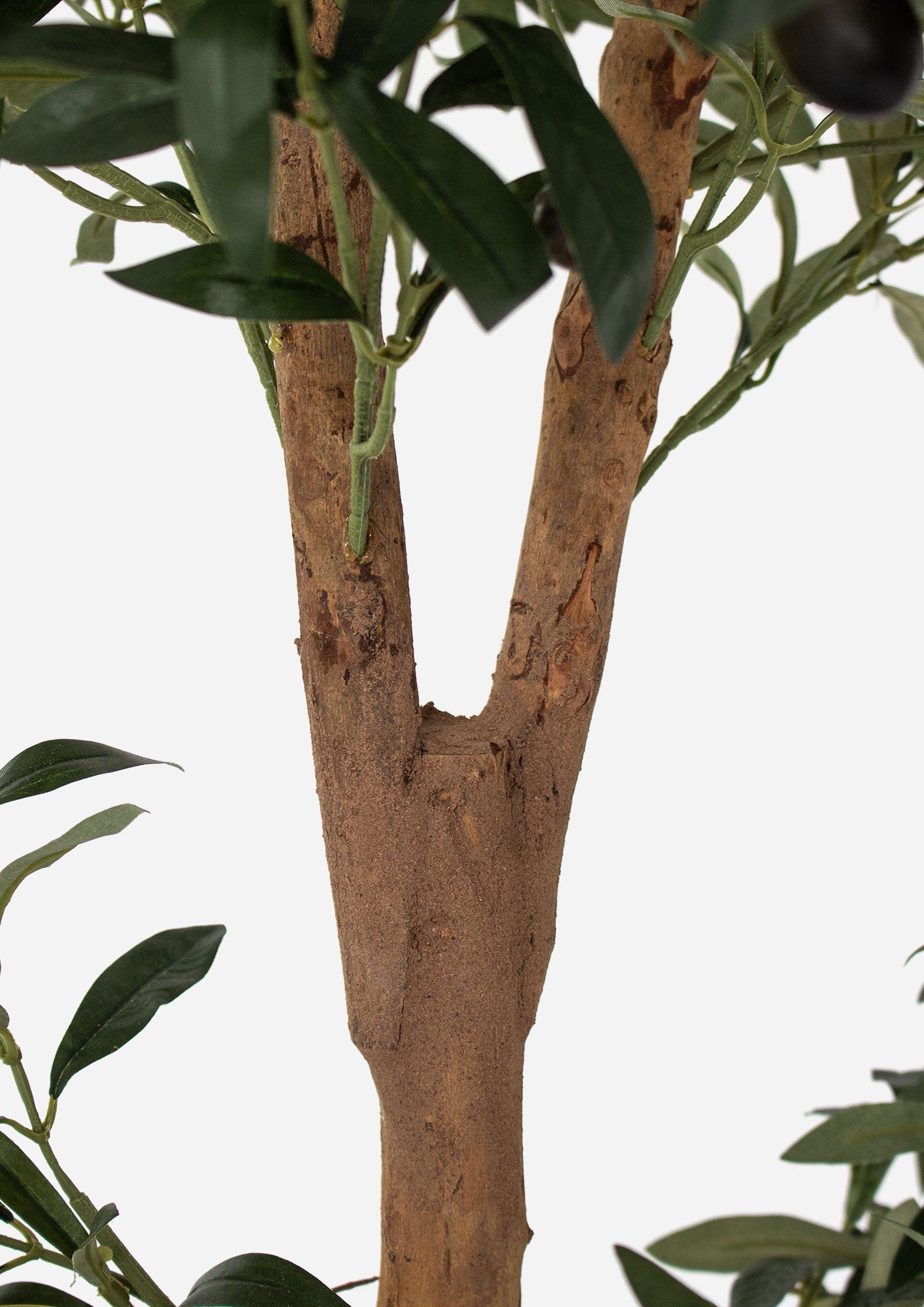 Ophelia Olive Tree - 180cm