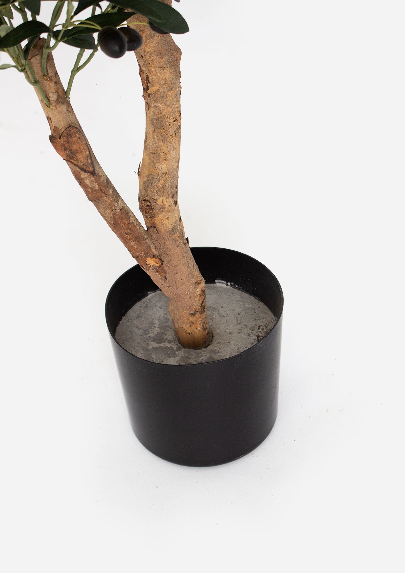 Ophelia Olive Tree - 180cm