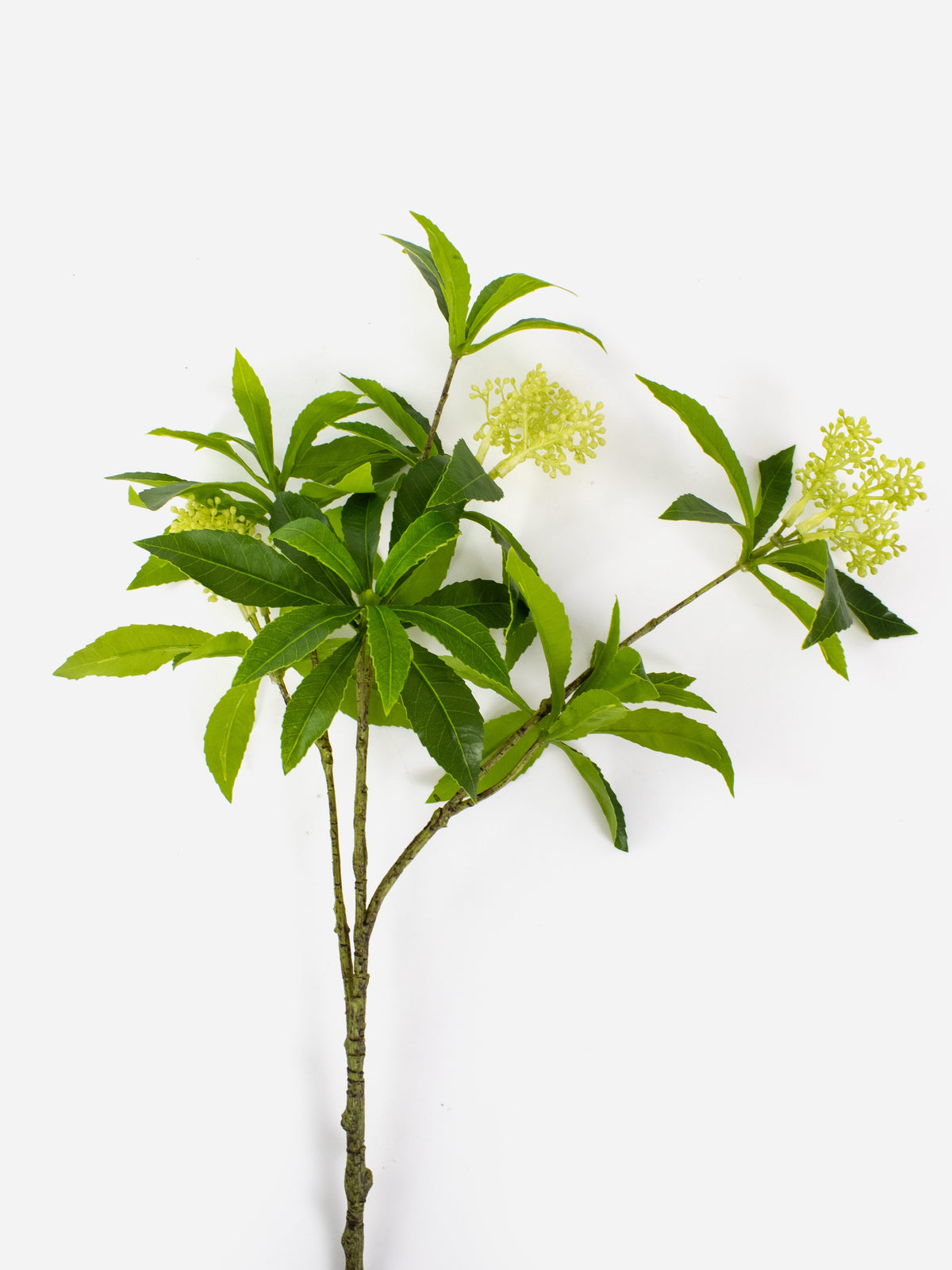 Pierus Japonica Foliage
