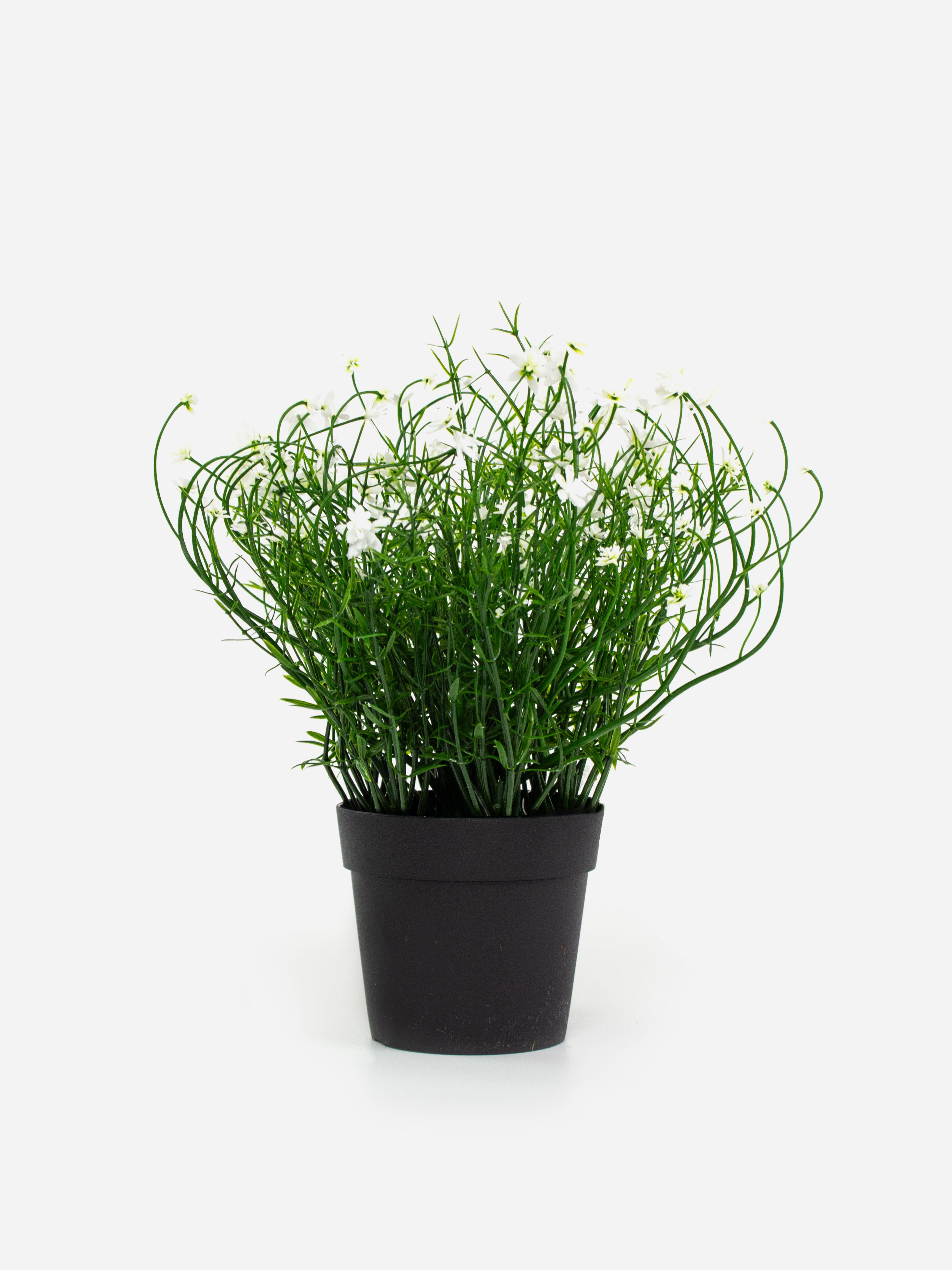 Potted Babies Breath