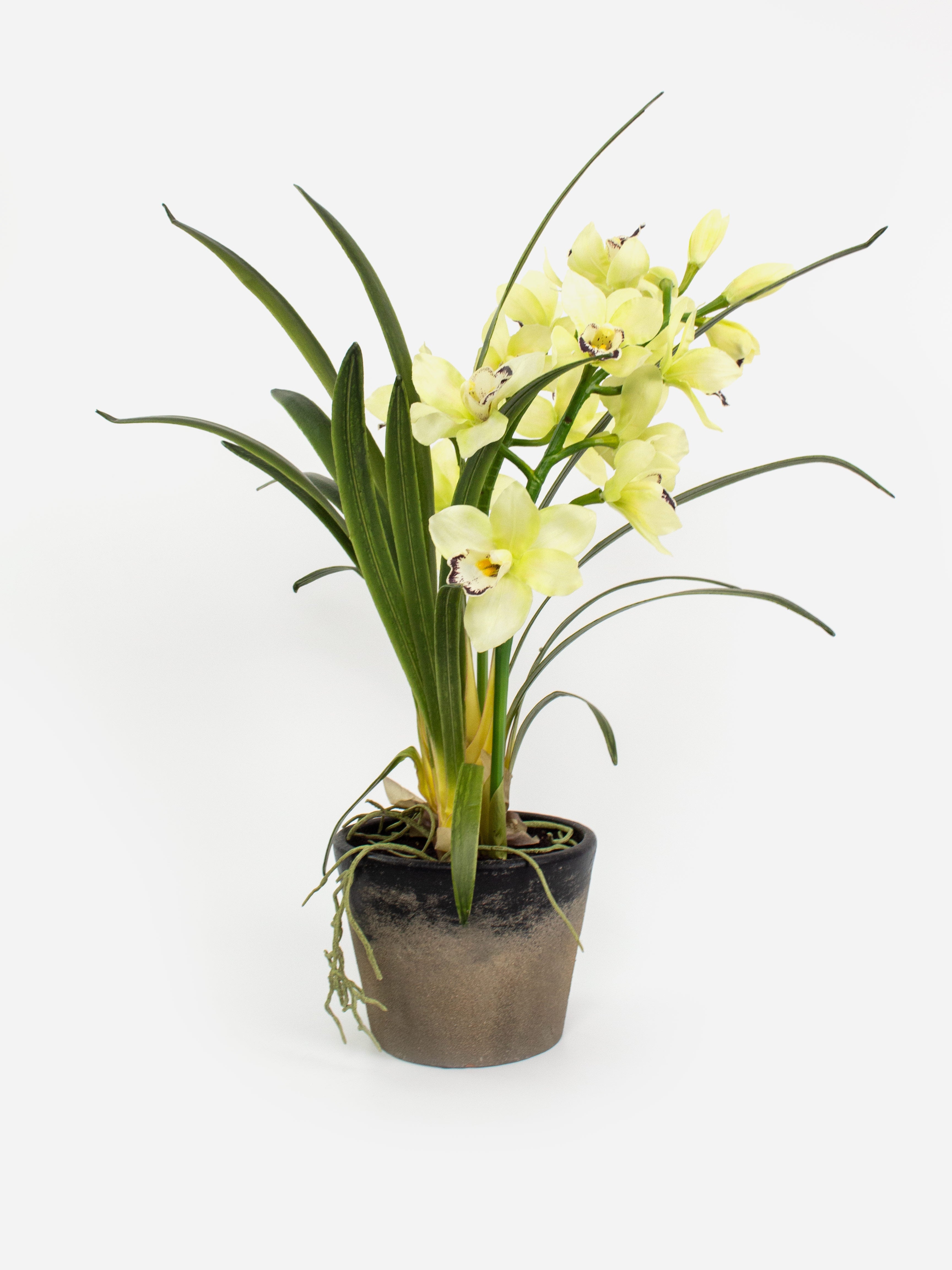 Potted Cymbidium