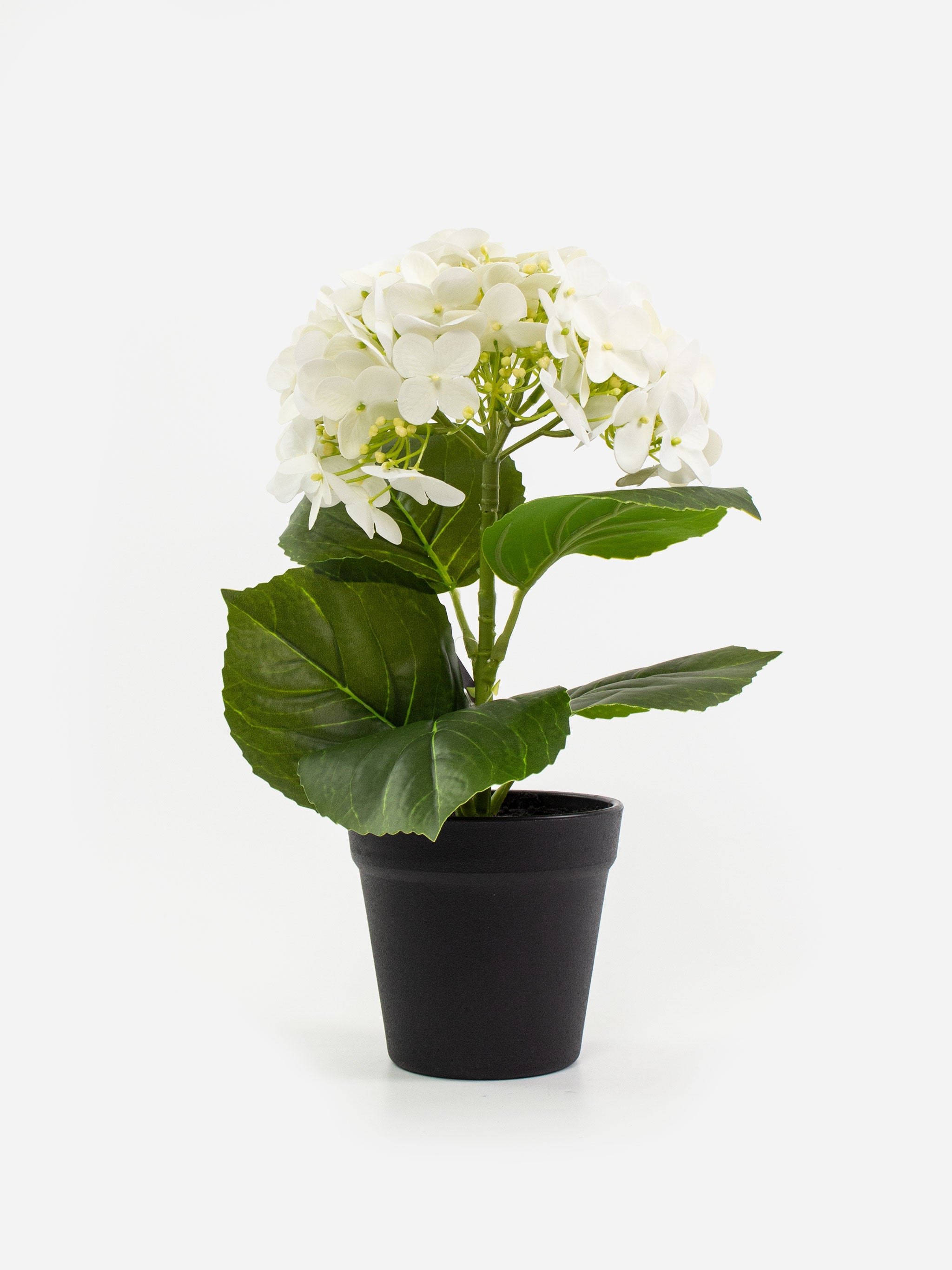 Potted Real Feel Hydrangea