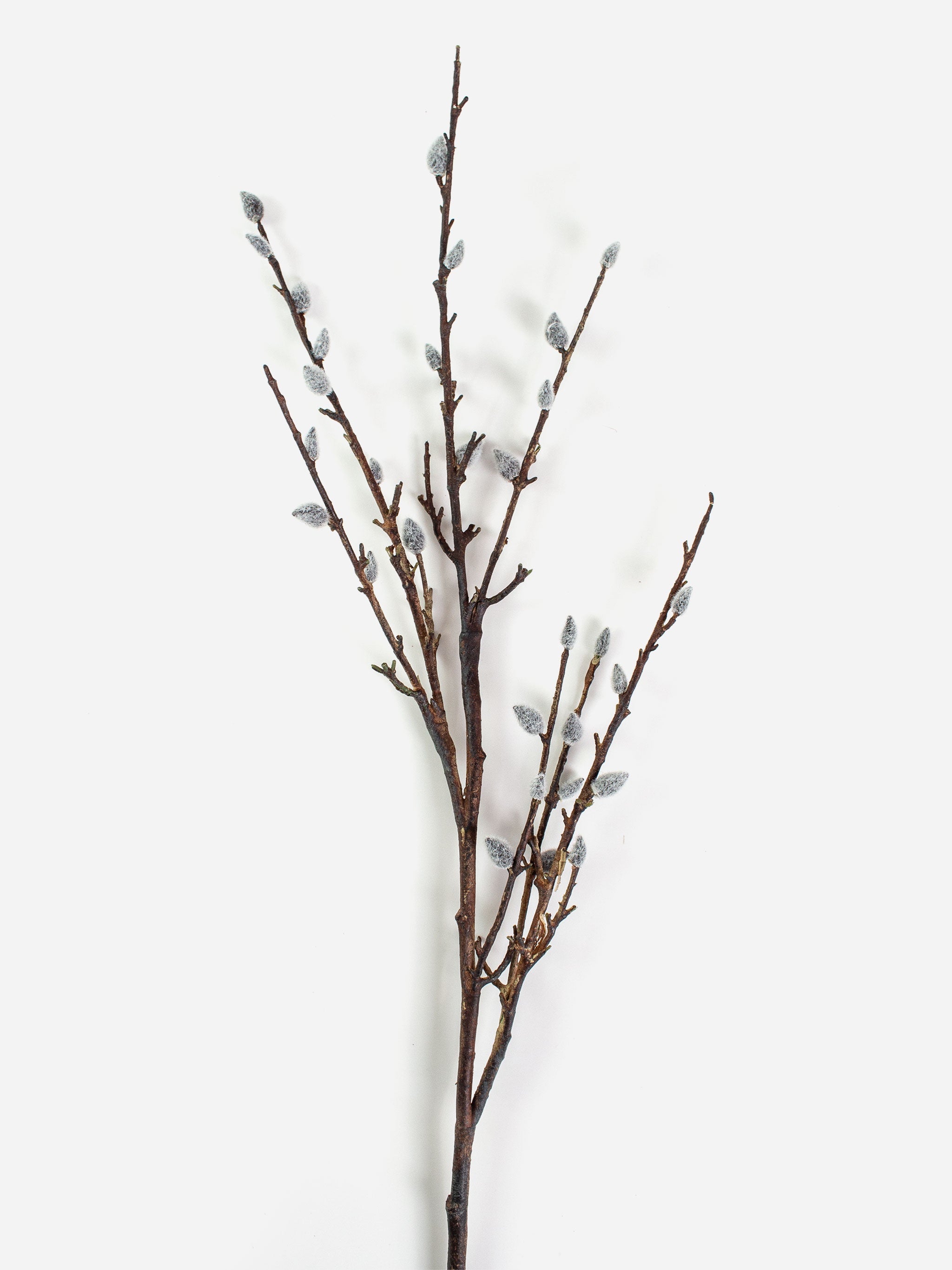 Pussy Willow Natural Spray
