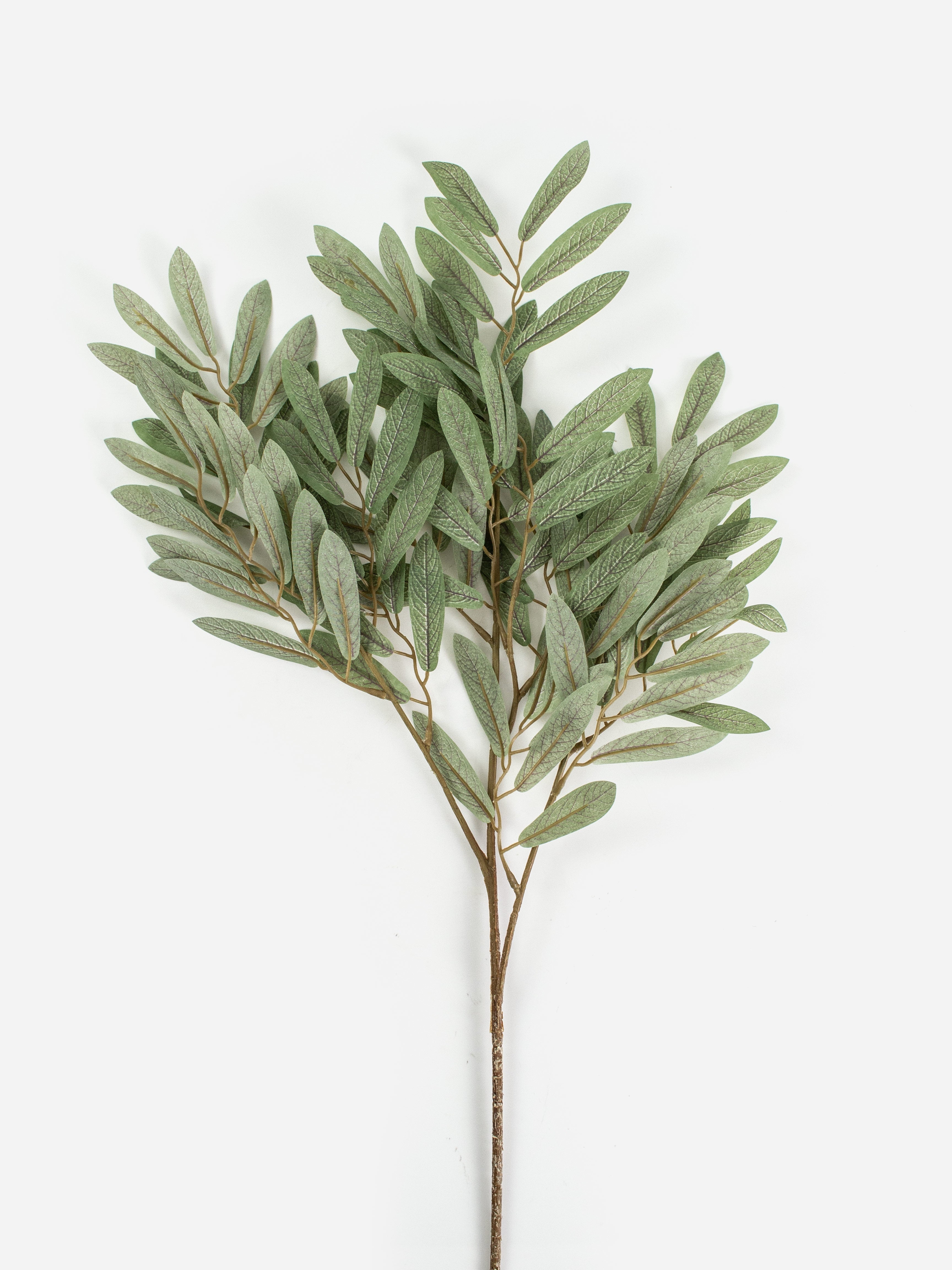 Ruscus Leaf