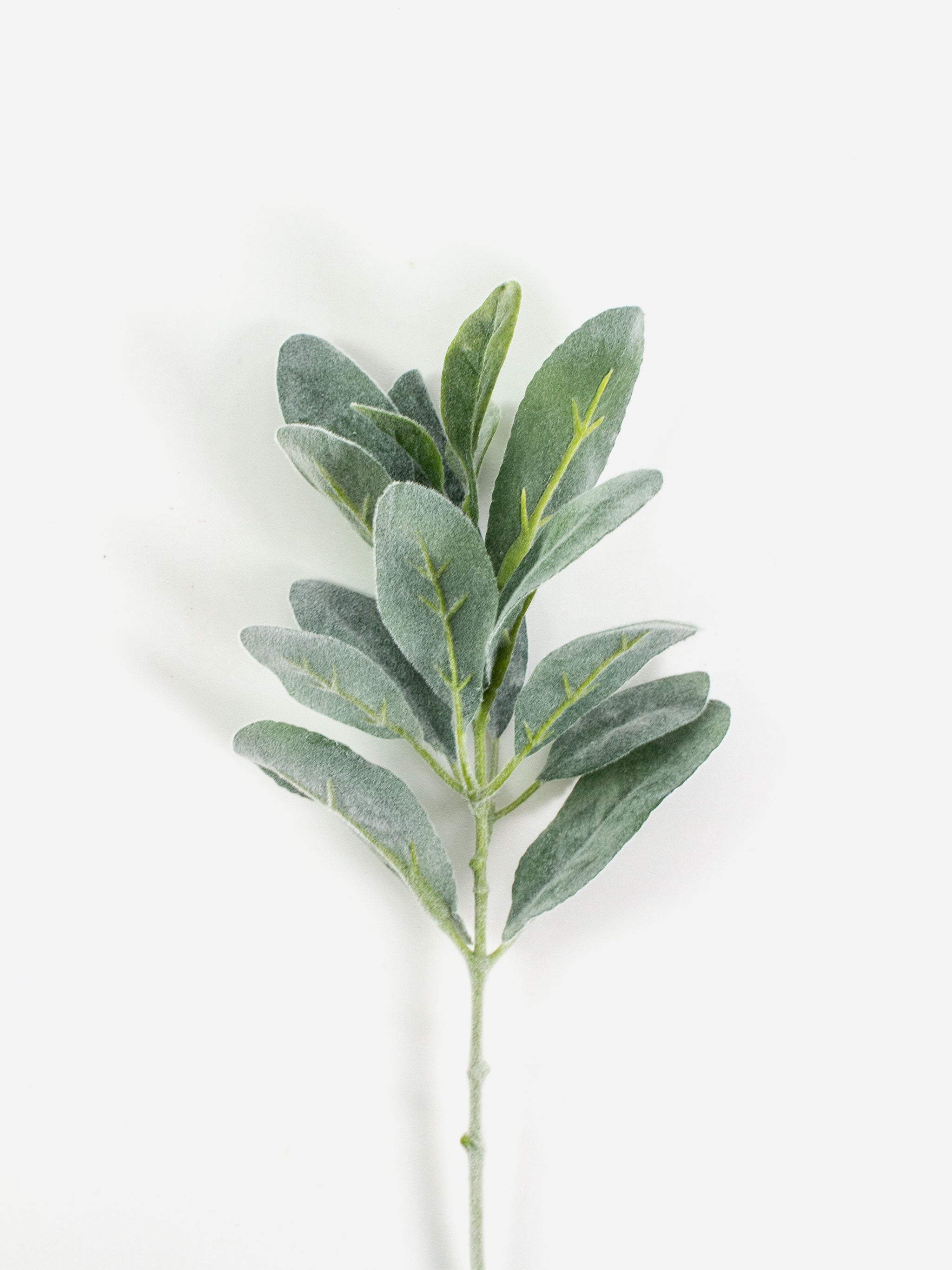 Short Stem Lambs Ear