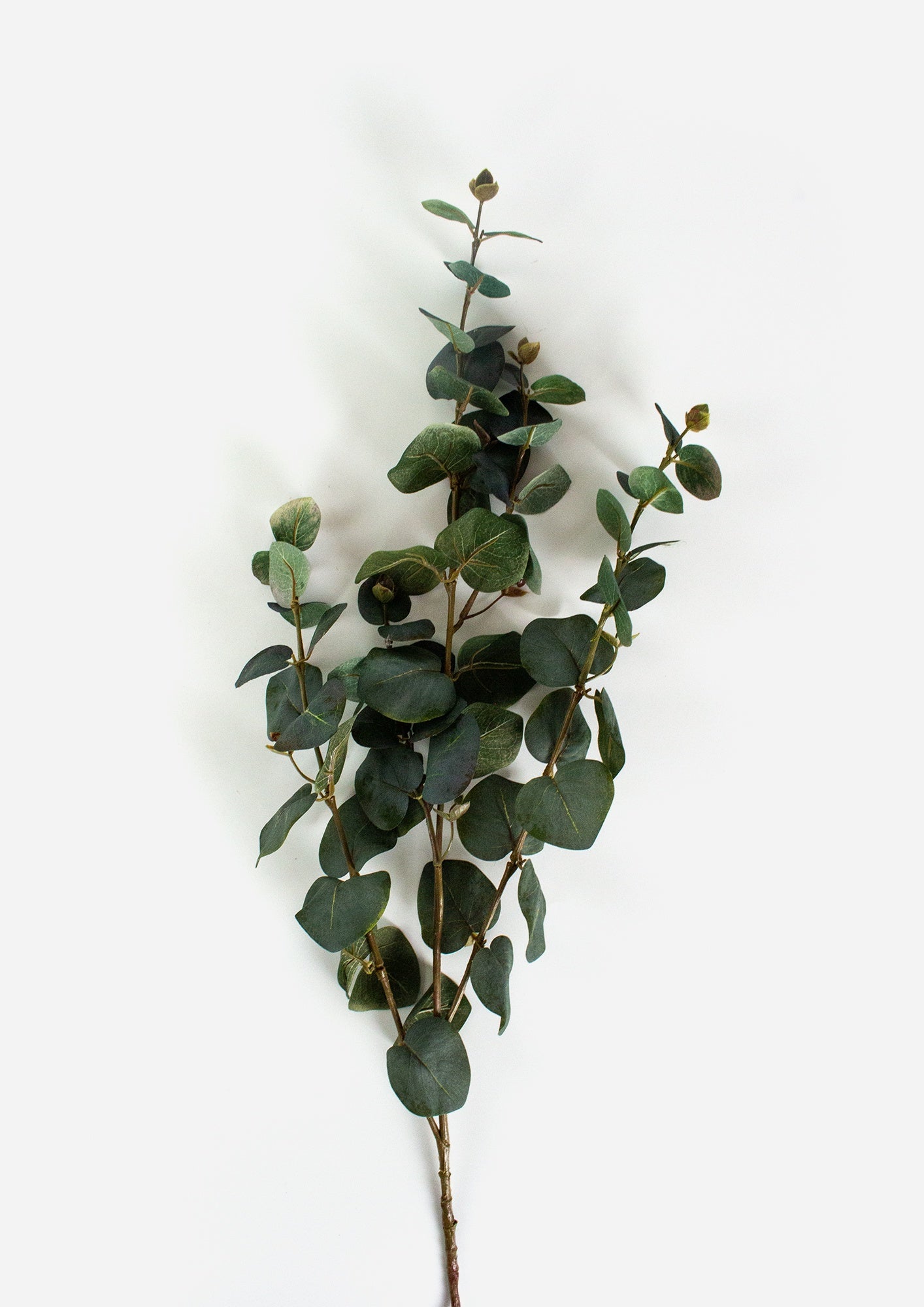 Tall Eucalyptus Spray