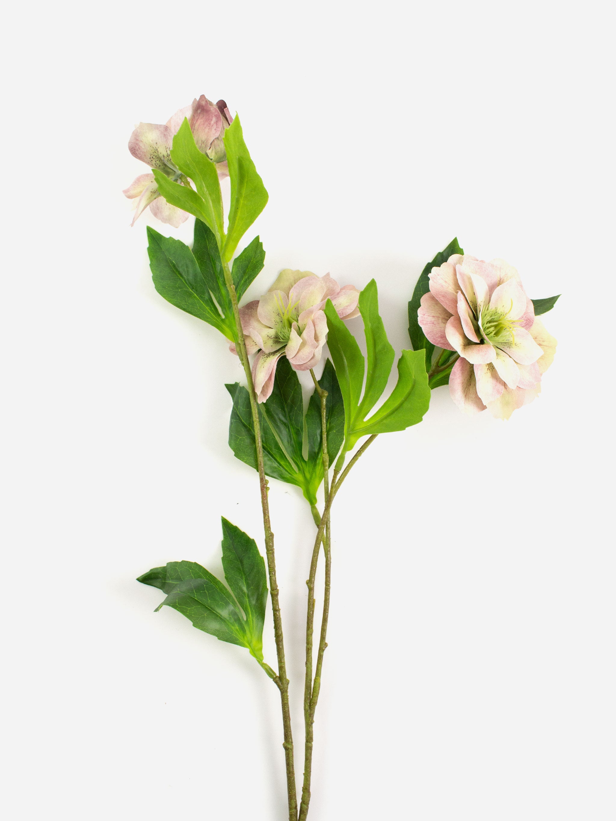 Tall Christmas Rose