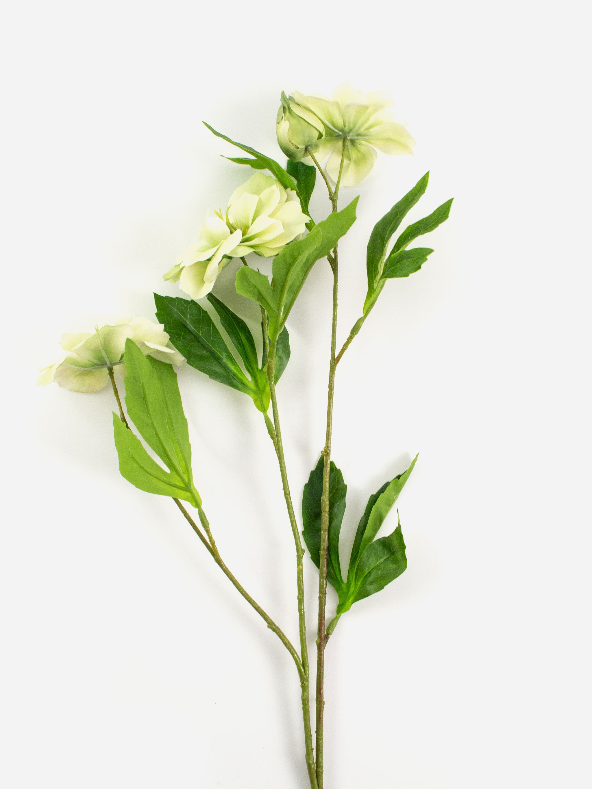 Tall Christmas Rose