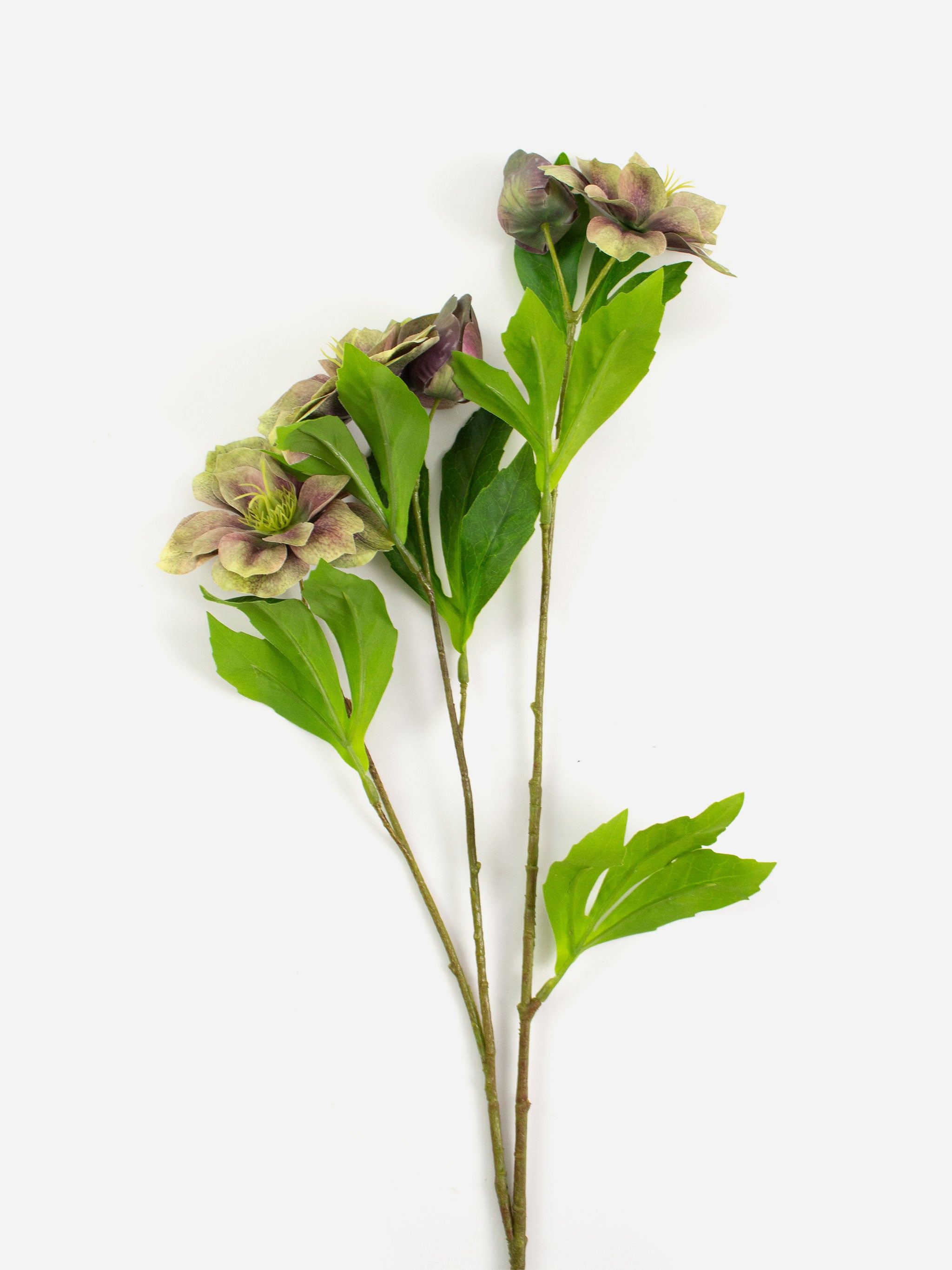 Tall Christmas Rose