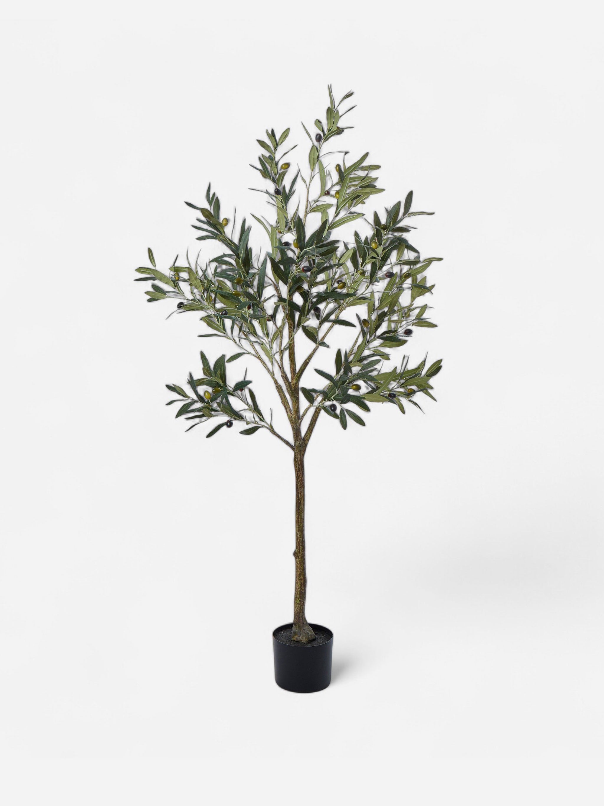 Tuscan Olive Tree