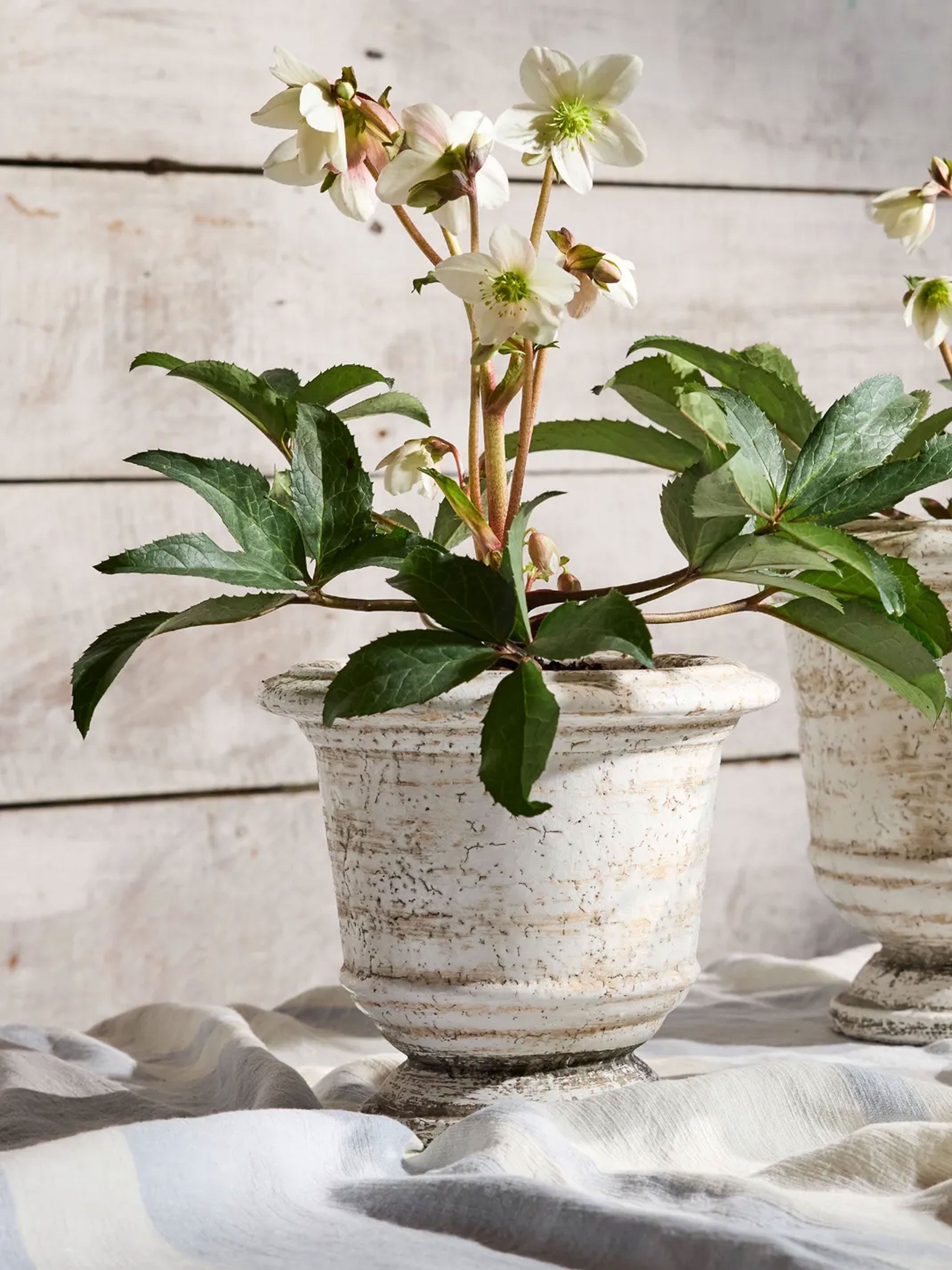 Rustic White Urn Planter