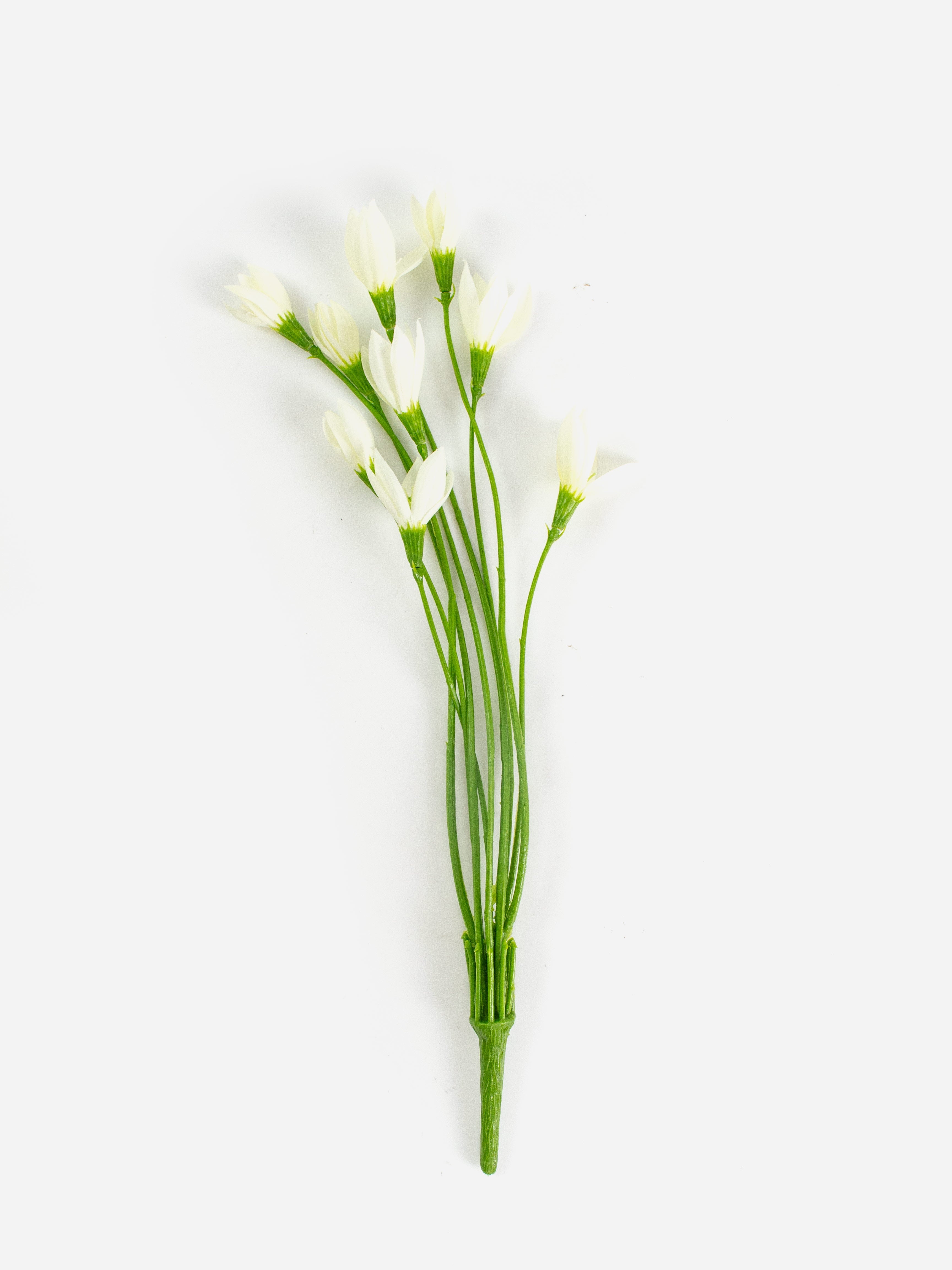 Wild Crocus