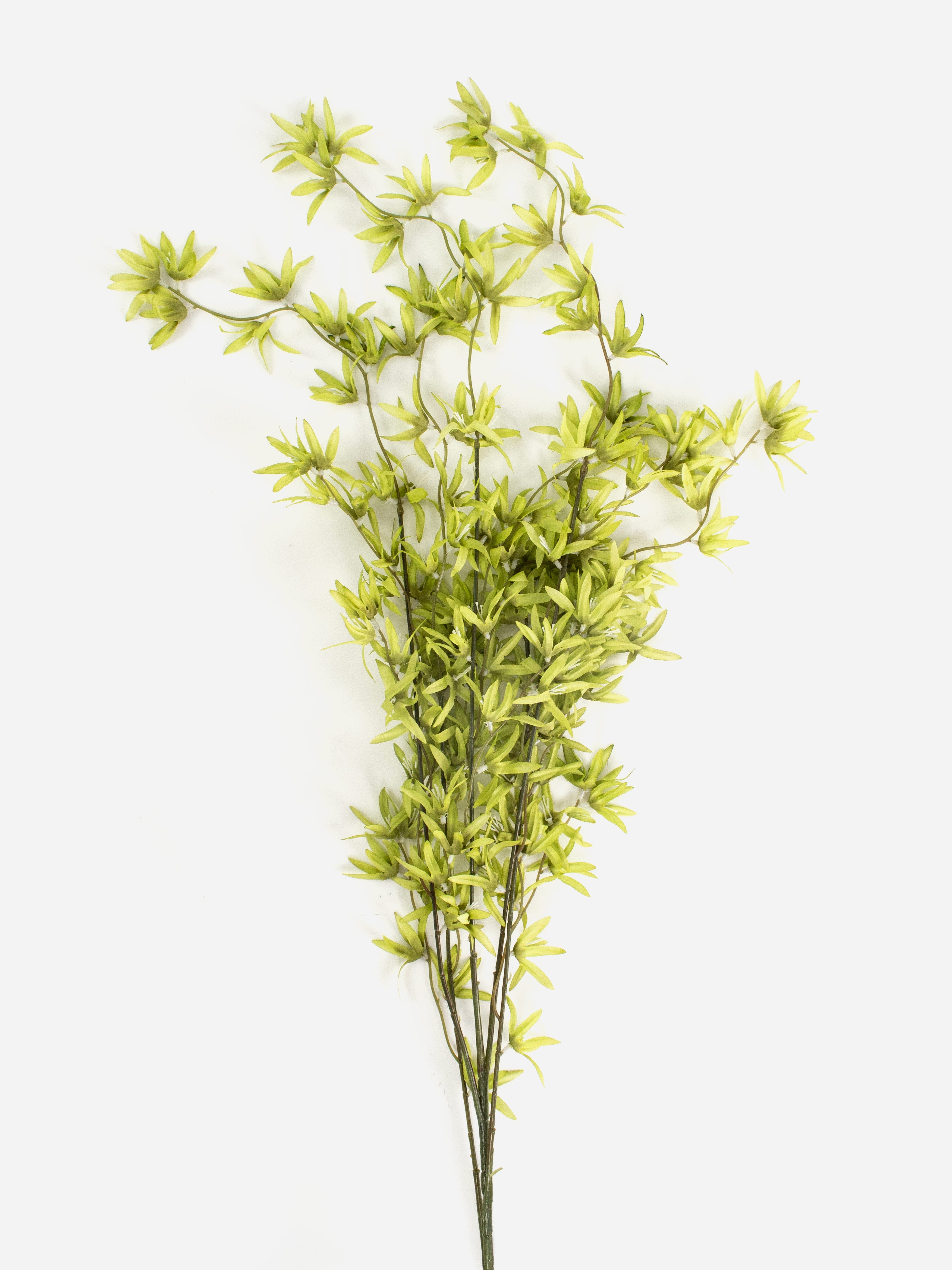 Wild Green Orchid Tree
