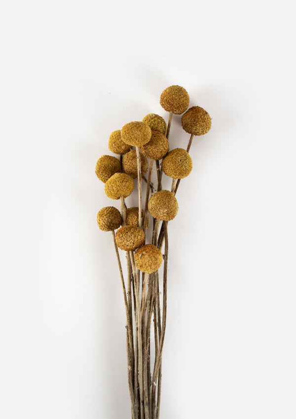 Billy Buttons Dried Floral Bunch